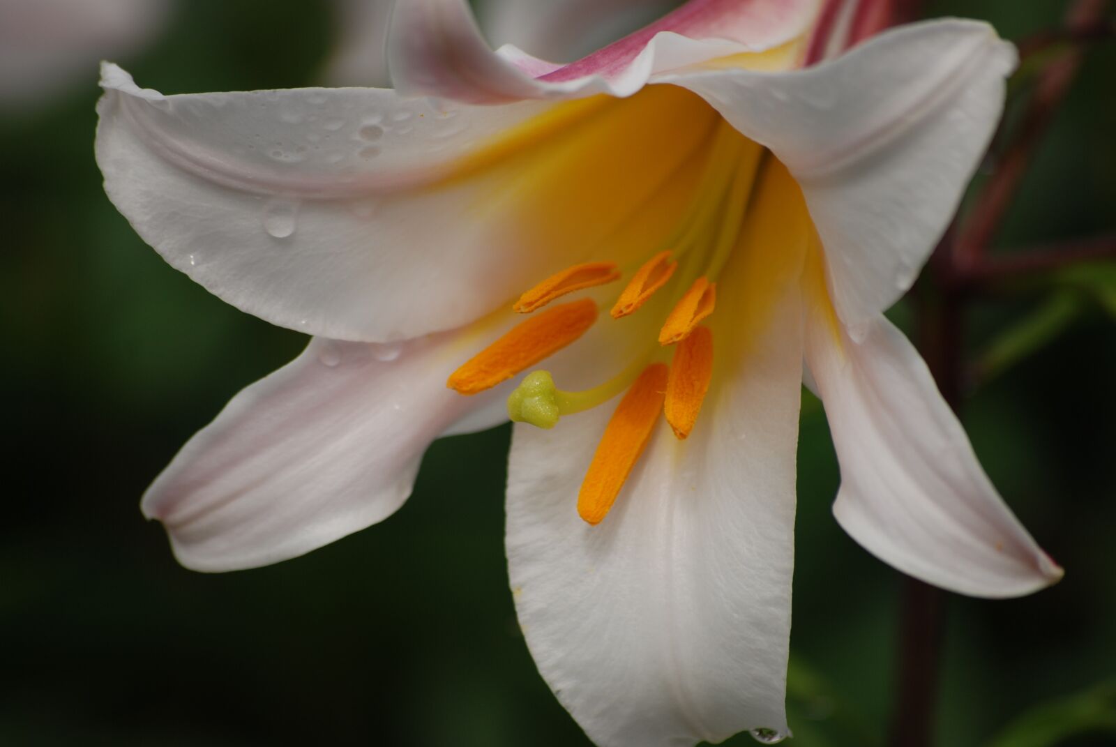 Nikon D80 sample photo. New, flower, white photography