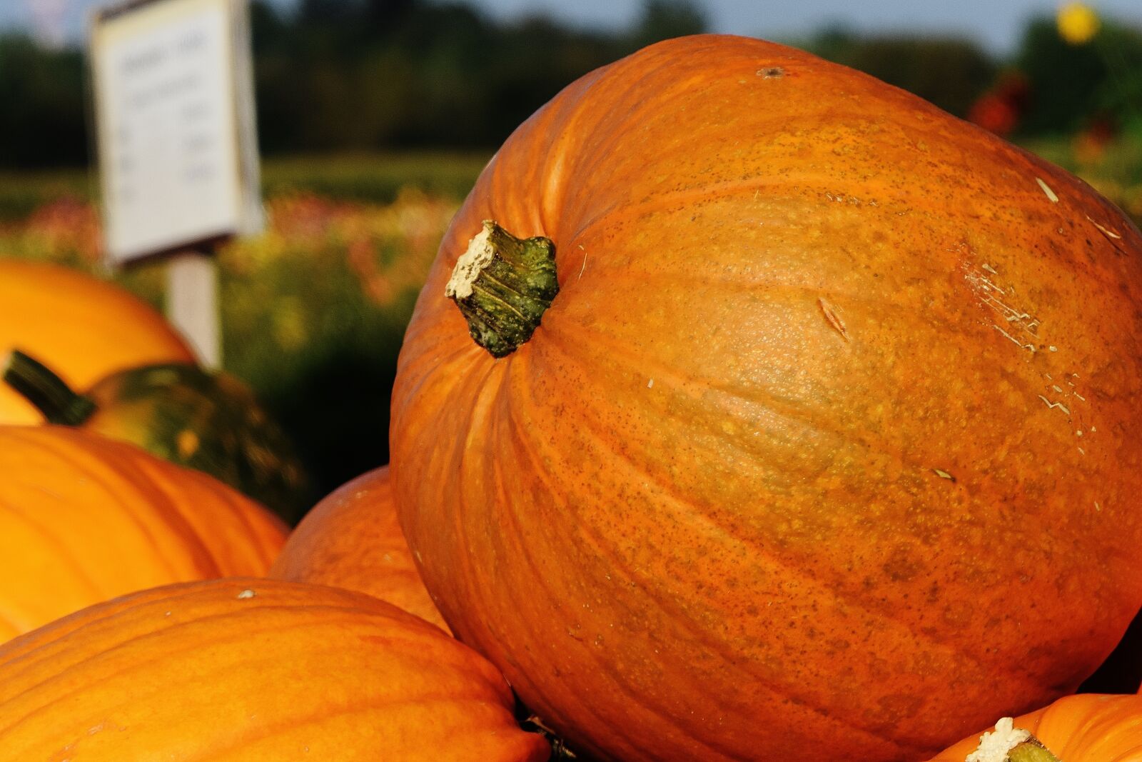 Nikon D7200 sample photo. Pumpkins, autumn, autumn decoration photography