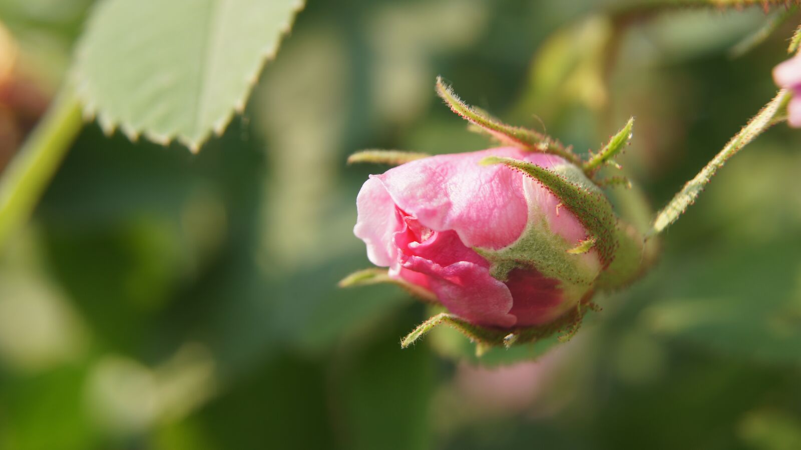 Sony SLT-A55 (SLT-A55V) + Sony DT 18-55mm F3.5-5.6 SAM sample photo. Rose, pink rose, blossom photography