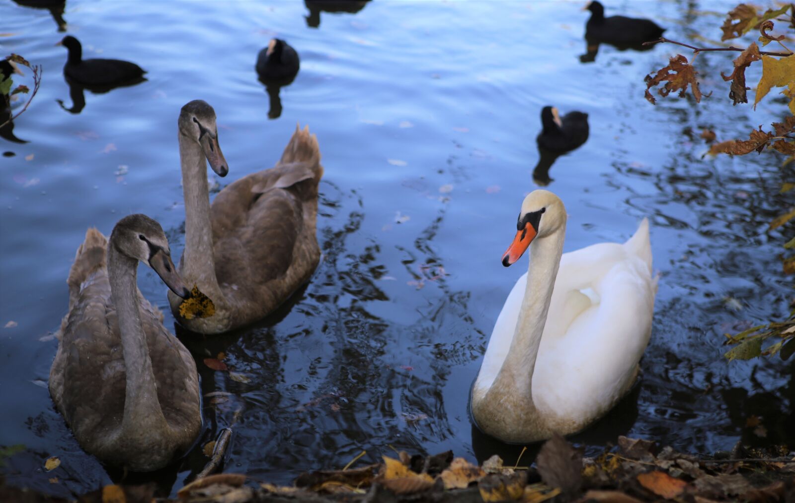 Canon EOS 6D + Canon EF 24-70mm F2.8L USM sample photo. Swans, white swan, water photography