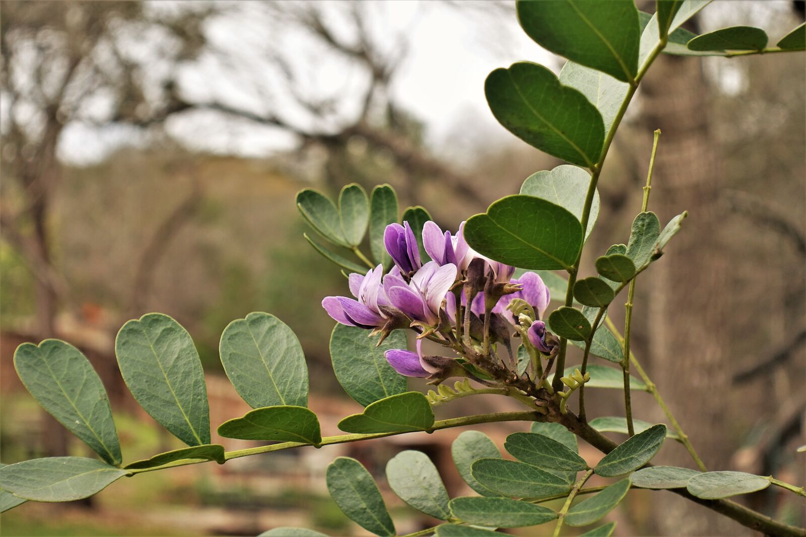 Sony Cyber-shot DSC-RX100 III sample photo. Purple, spring, leaf photography