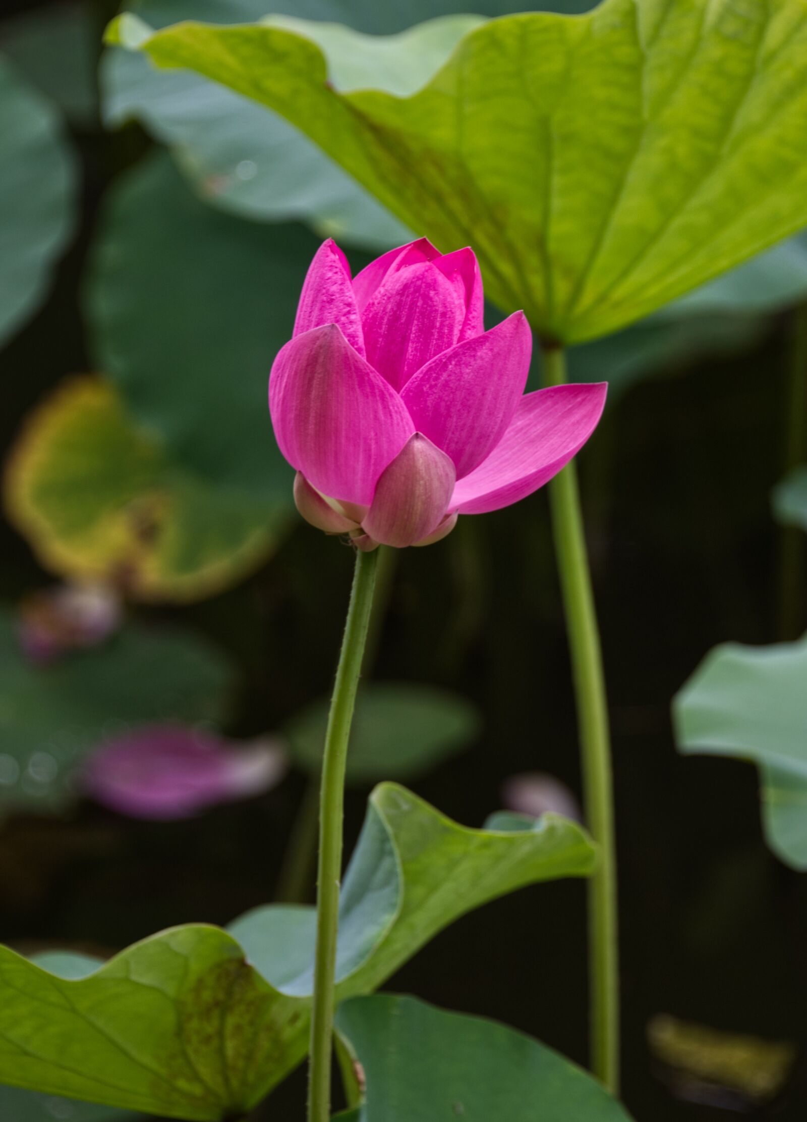 Nikon D750 sample photo. Lotus, flower, petals photography