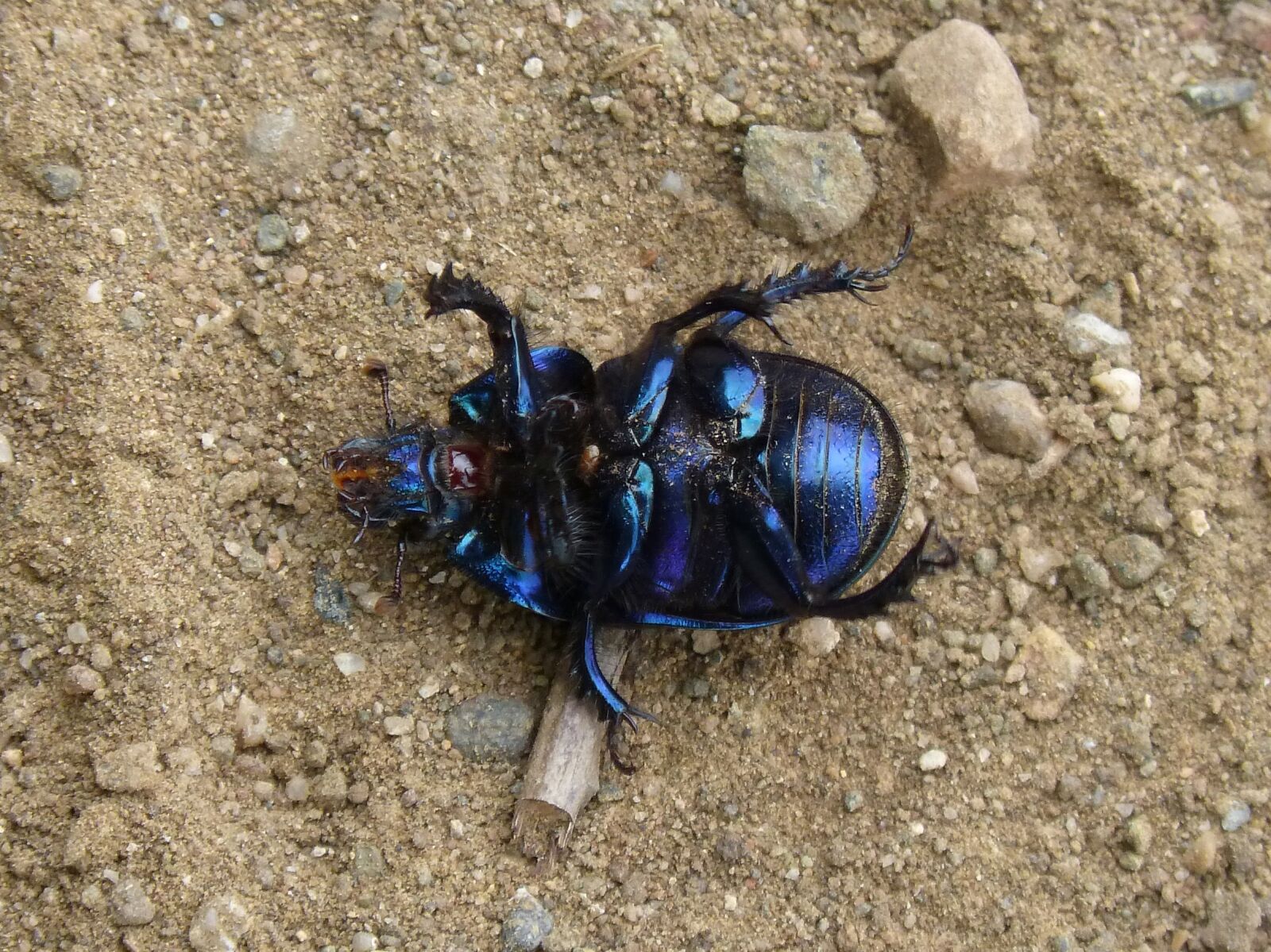 Panasonic DMC-FZ62 sample photo. Beetle, belly up, iridescent photography