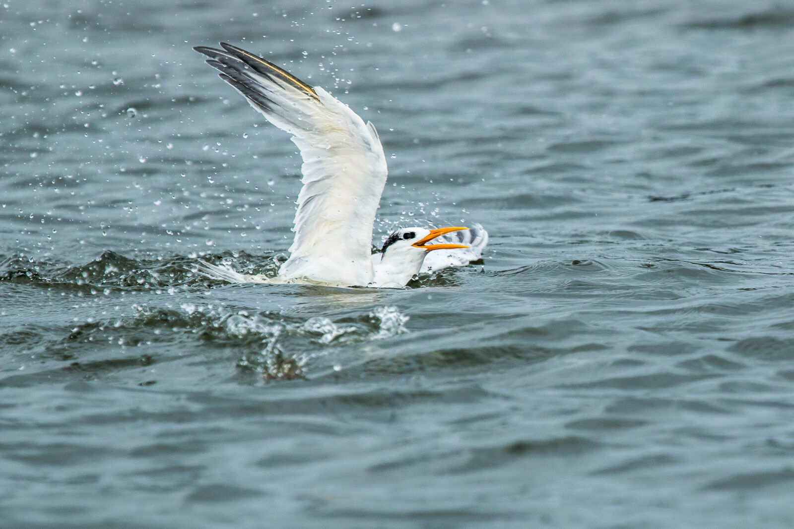 Canon EF 100-400mm F4.5-5.6L IS USM sample photo