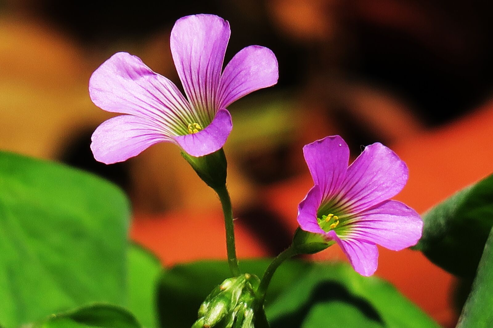 Canon PowerShot G3 X sample photo. Shamrock, hong kong, clover photography
