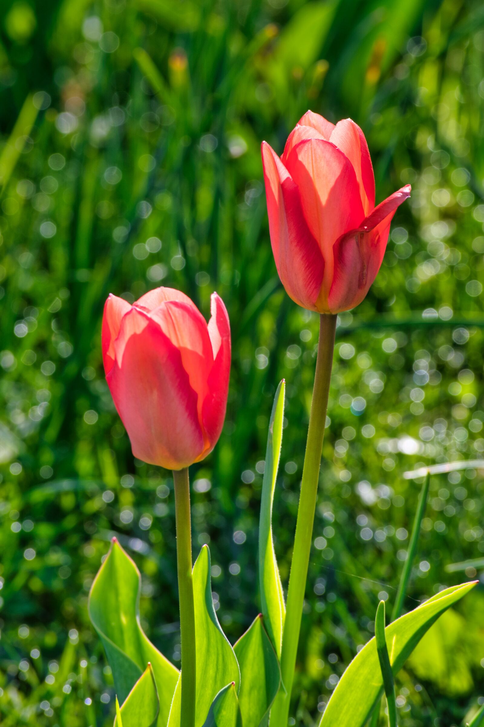 Nikon D7500 sample photo. Tulpenbluete, spring, tulip photography