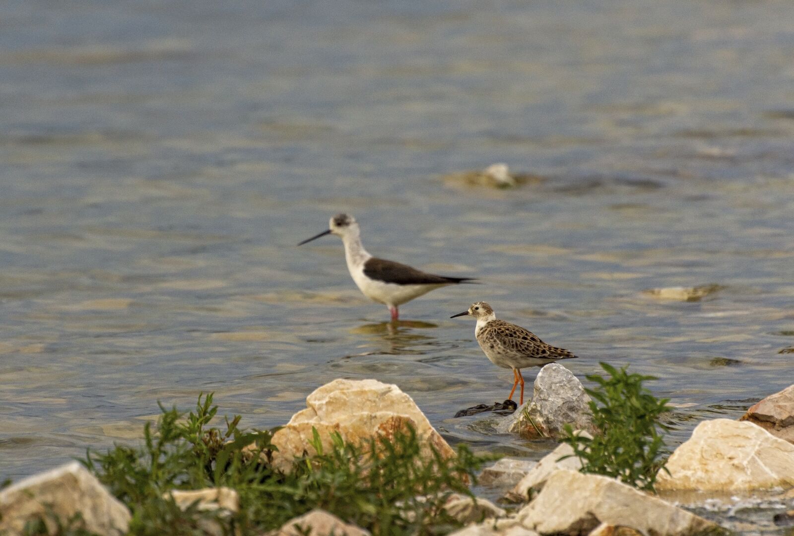 Nikon D7200 sample photo. Lake, birds, nature photography