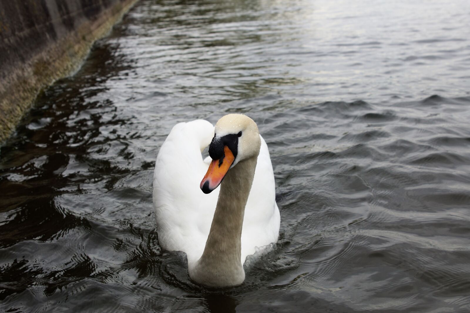 24-70mm F2.8 sample photo. Waters, swan, nature photography