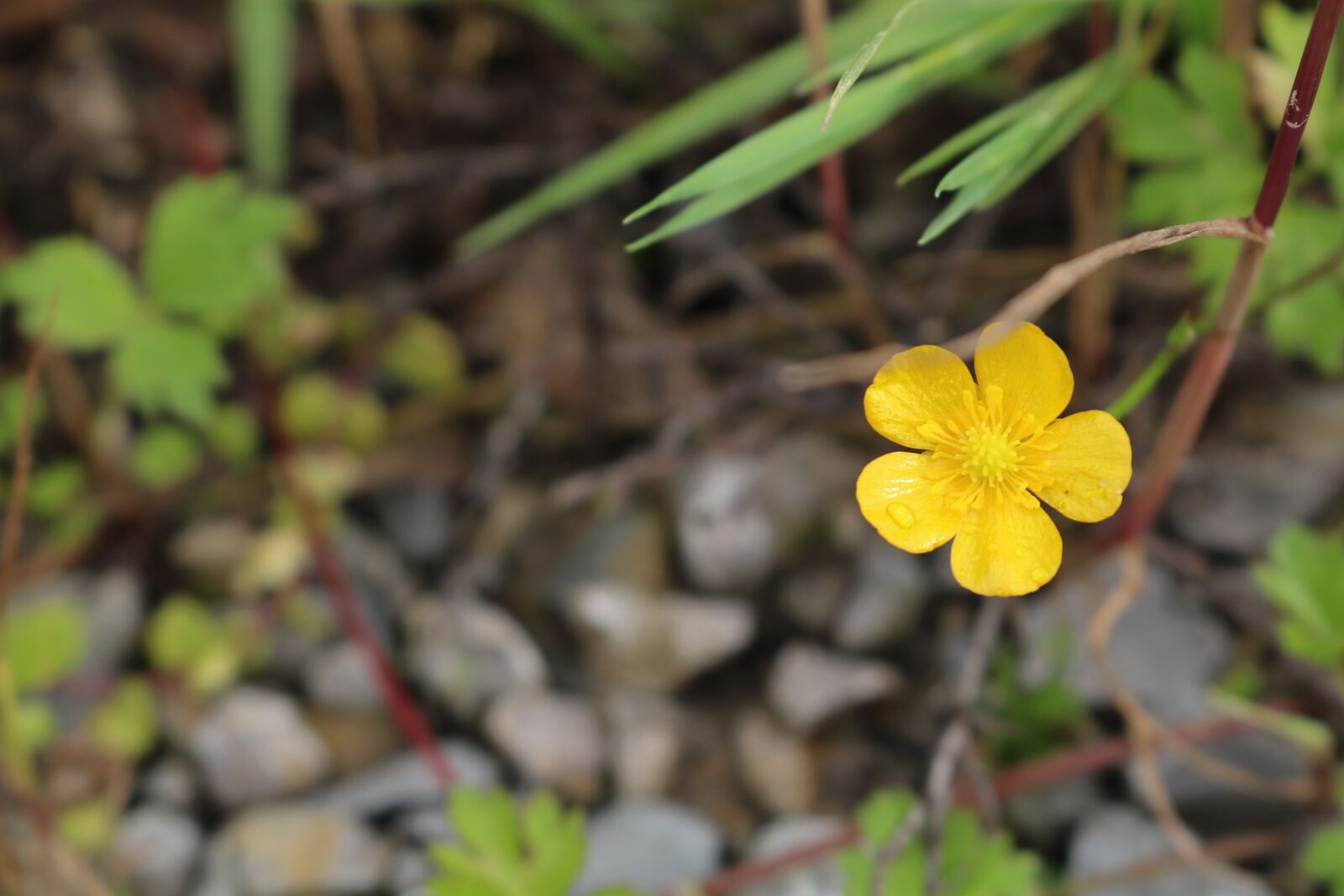 Canon EOS 750D (EOS Rebel T6i / EOS Kiss X8i) sample photo. Summer, one, flower photography