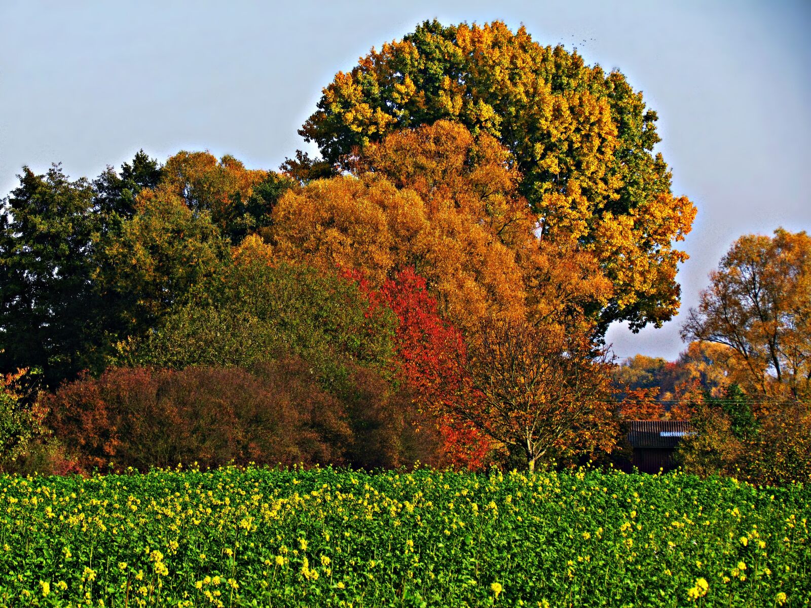 Canon PowerShot SX30 IS sample photo. Autumn, foliage, red photography