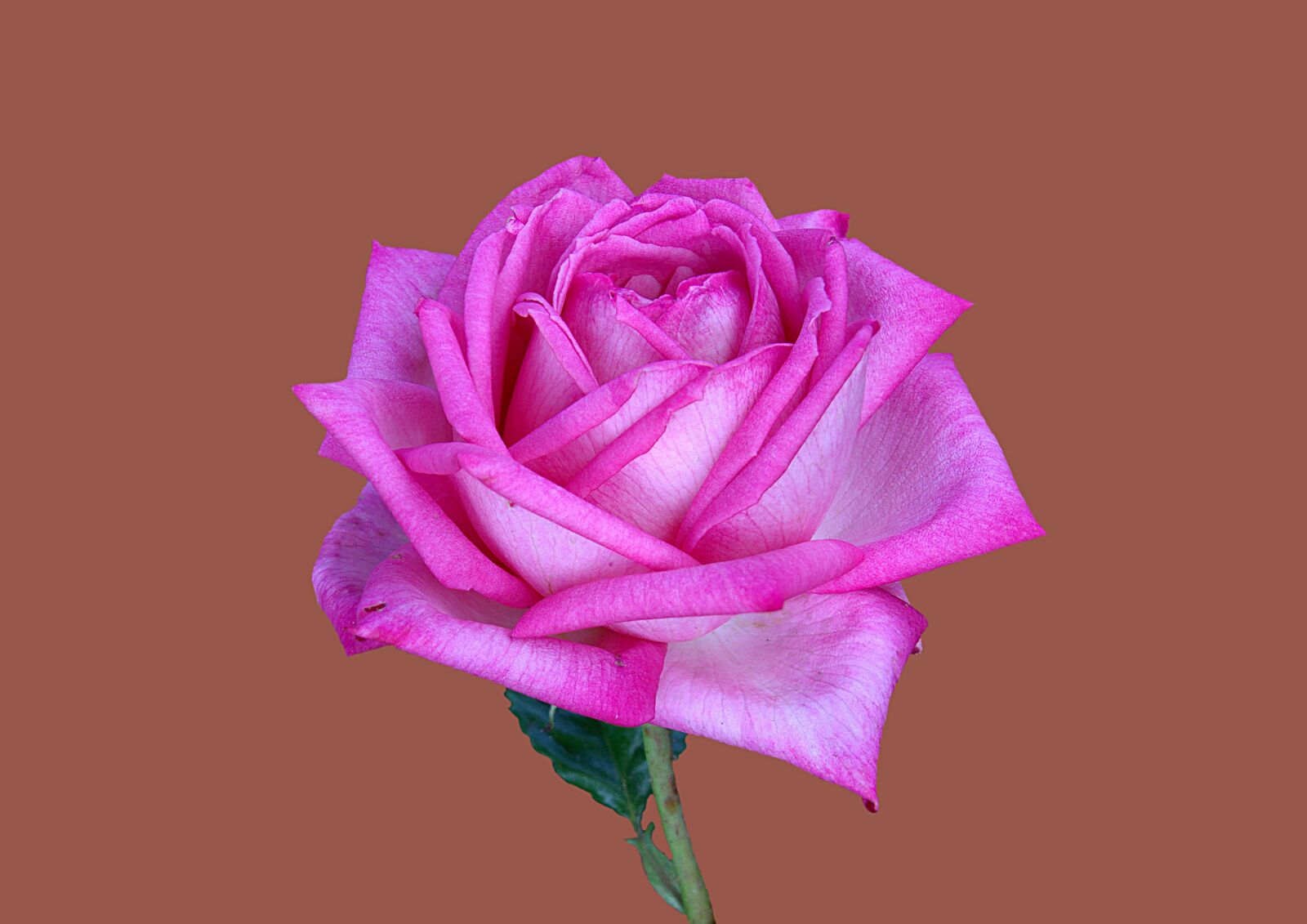 Canon EOS 7D sample photo. Floribunda, rosengarten bad kissingen photography