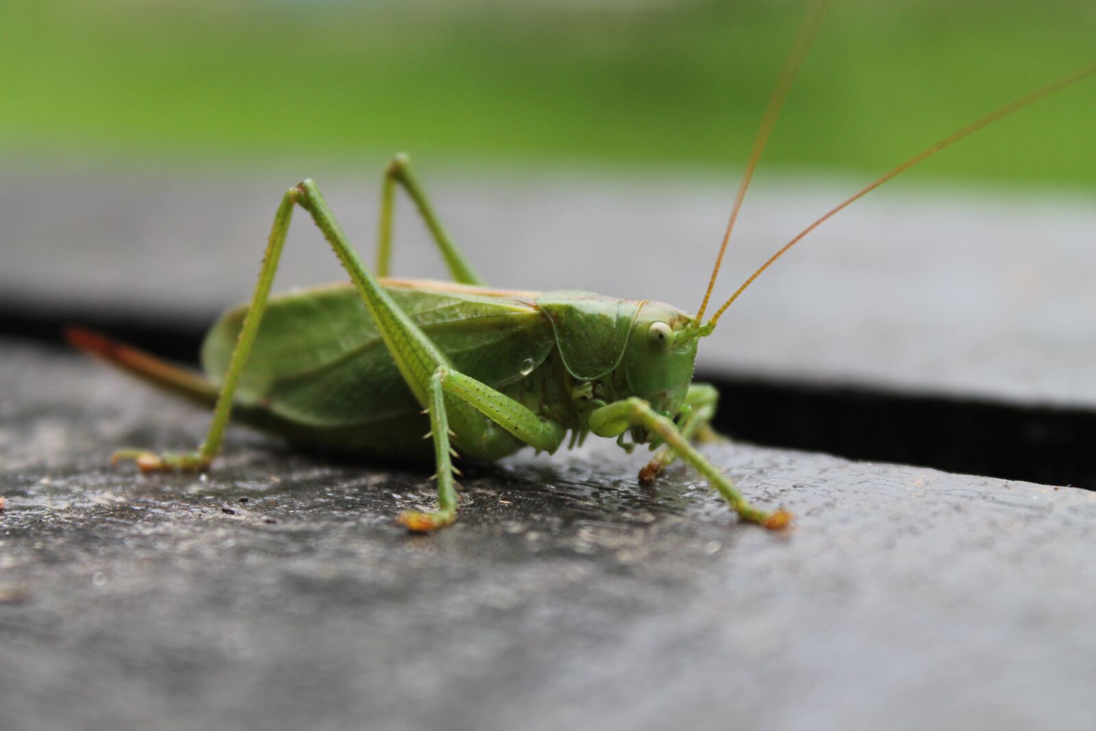 Canon EOS 1100D (EOS Rebel T3 / EOS Kiss X50) sample photo. Tettigonia viridissima, summer, green photography