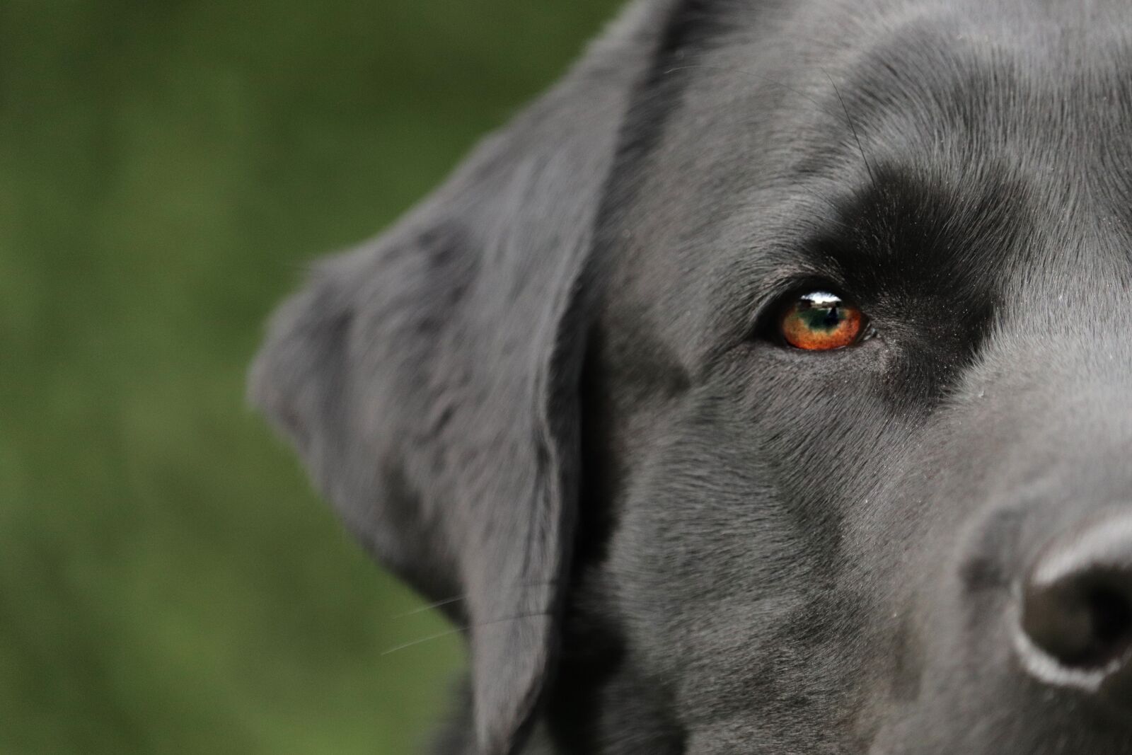 Canon EOS 800D (EOS Rebel T7i / EOS Kiss X9i) sample photo. Dog, labrador, pet photography