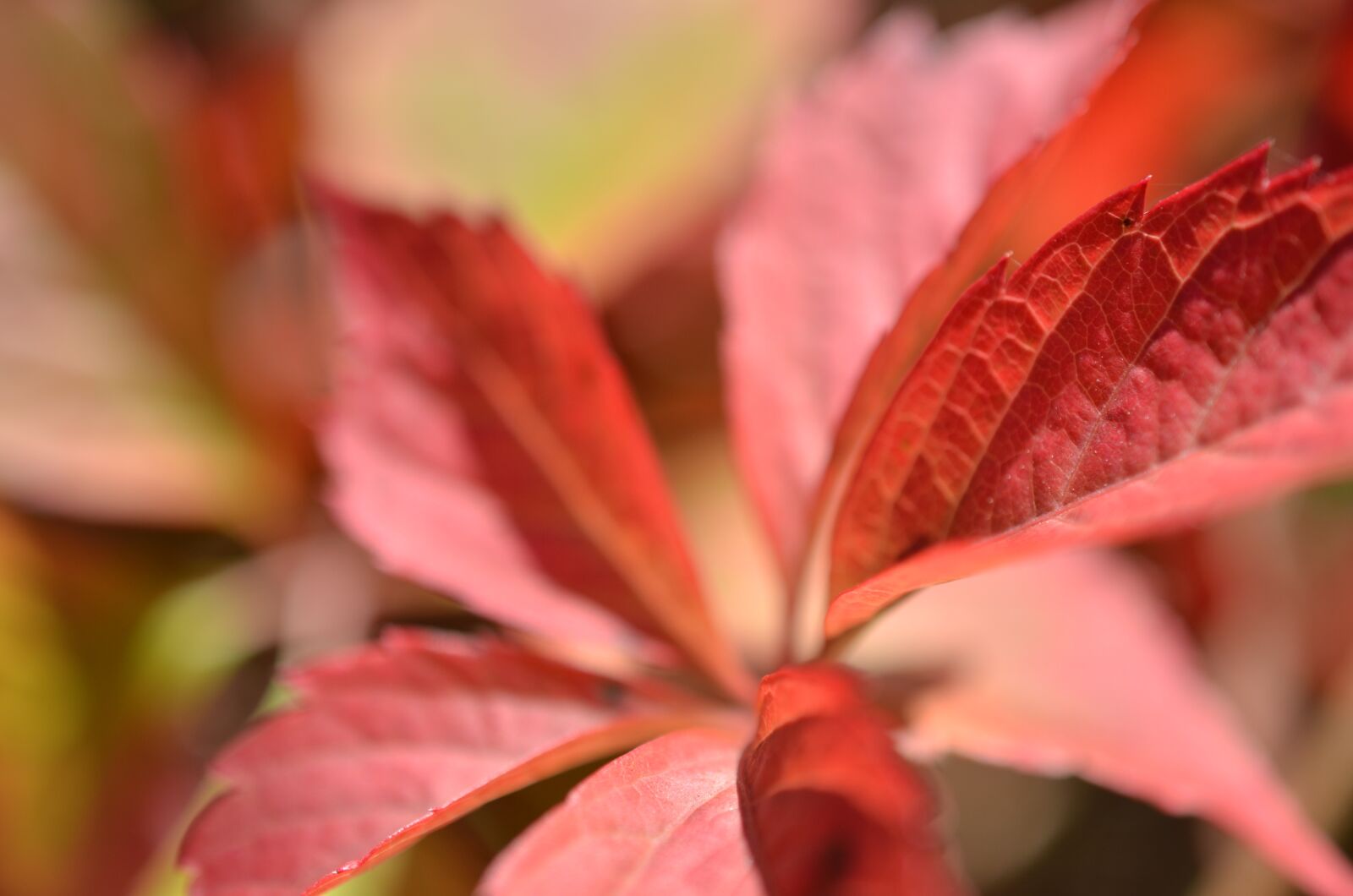 Nikon D7000 sample photo. Autumn, foliage, forest photography