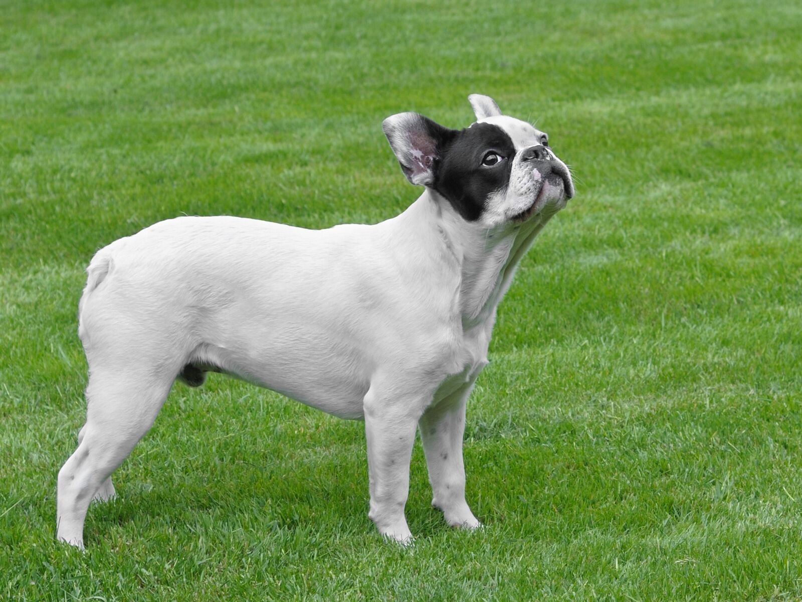 Nikon D300 sample photo. Dog, french bulldog, grass photography