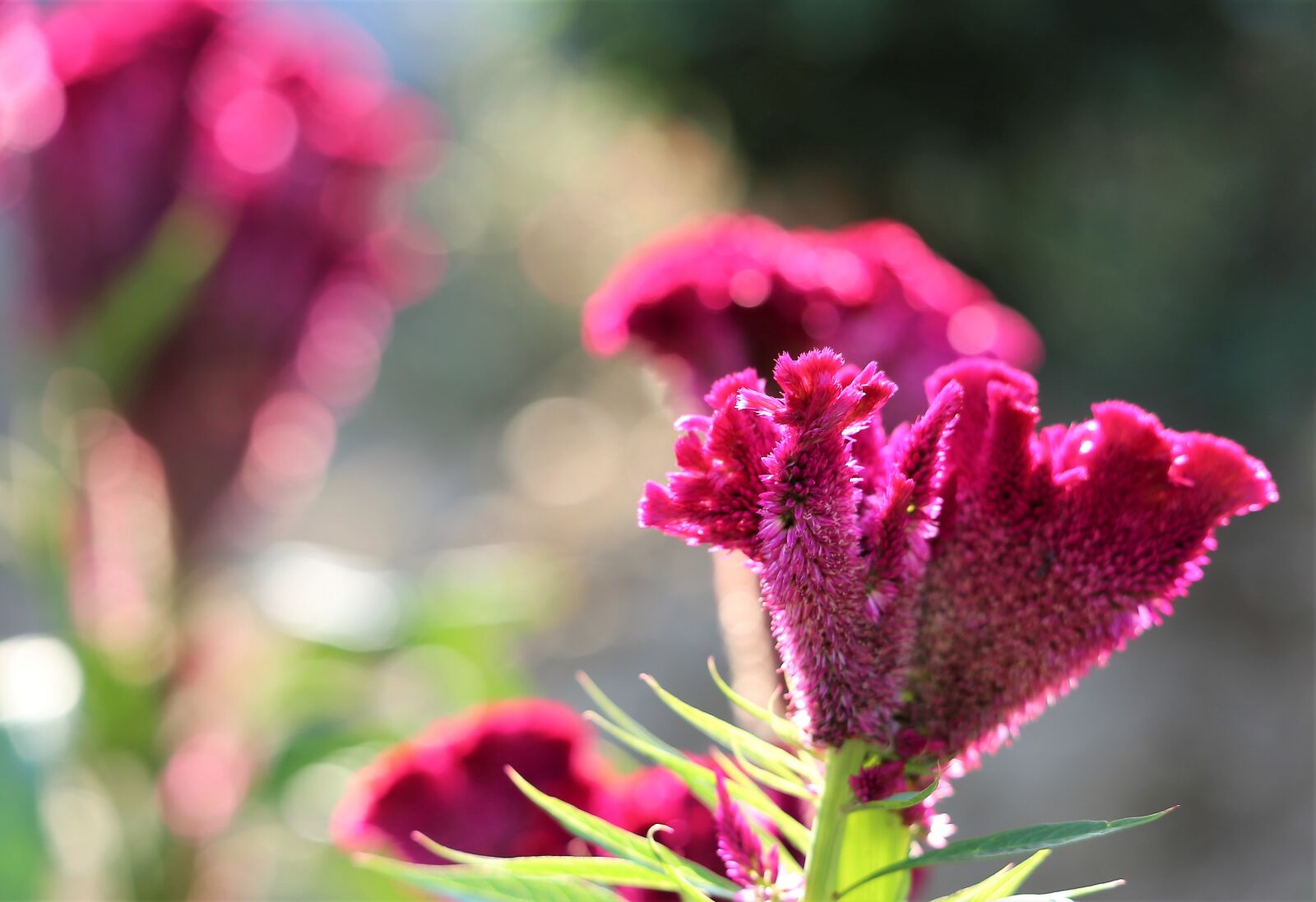 Canon EF 70-300 F4-5.6 IS II USM sample photo. Cockcomb, celosia argentea, flower photography