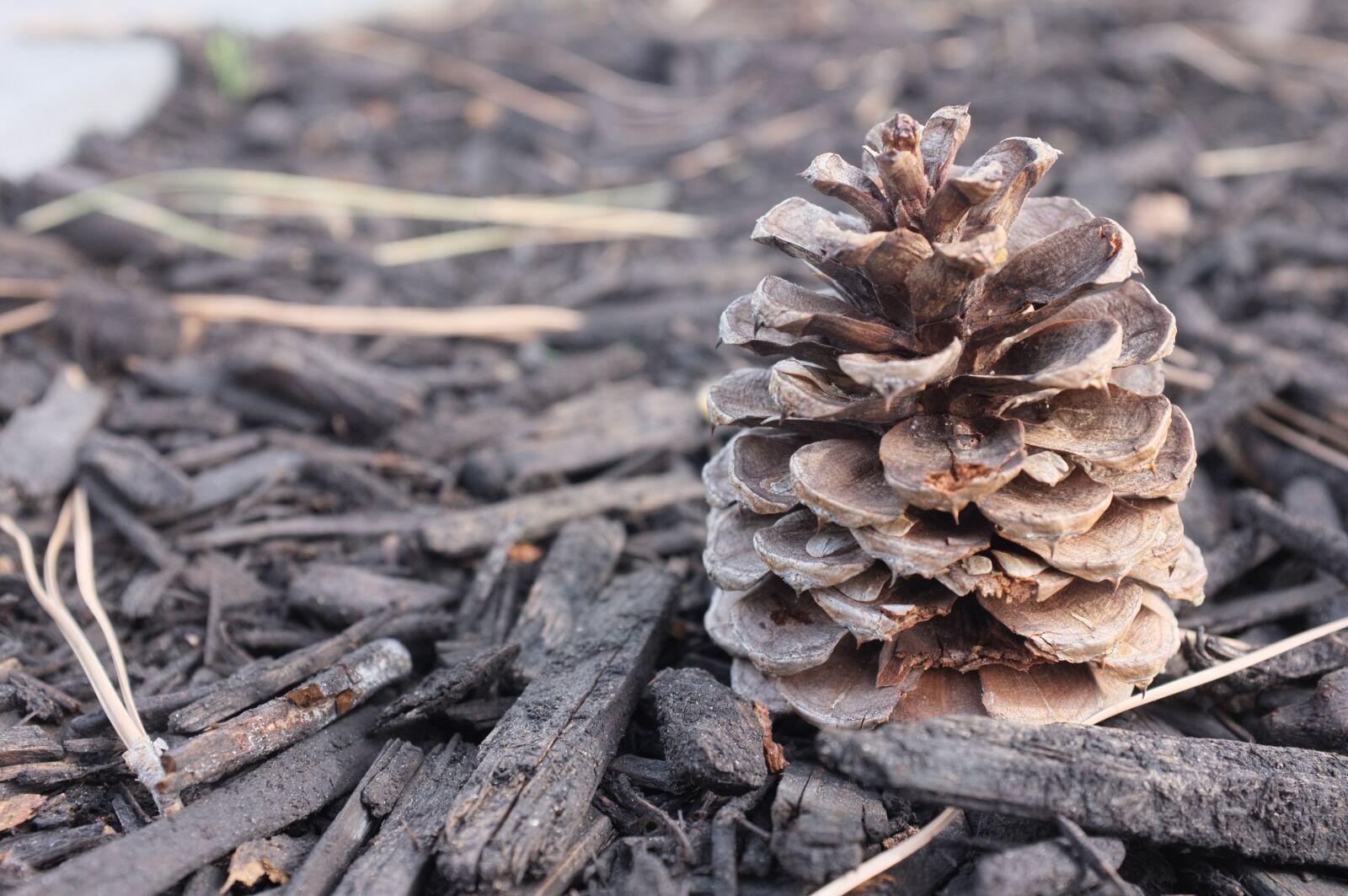 Fujifilm FinePix X100 sample photo. Pine cone, wood, nature photography