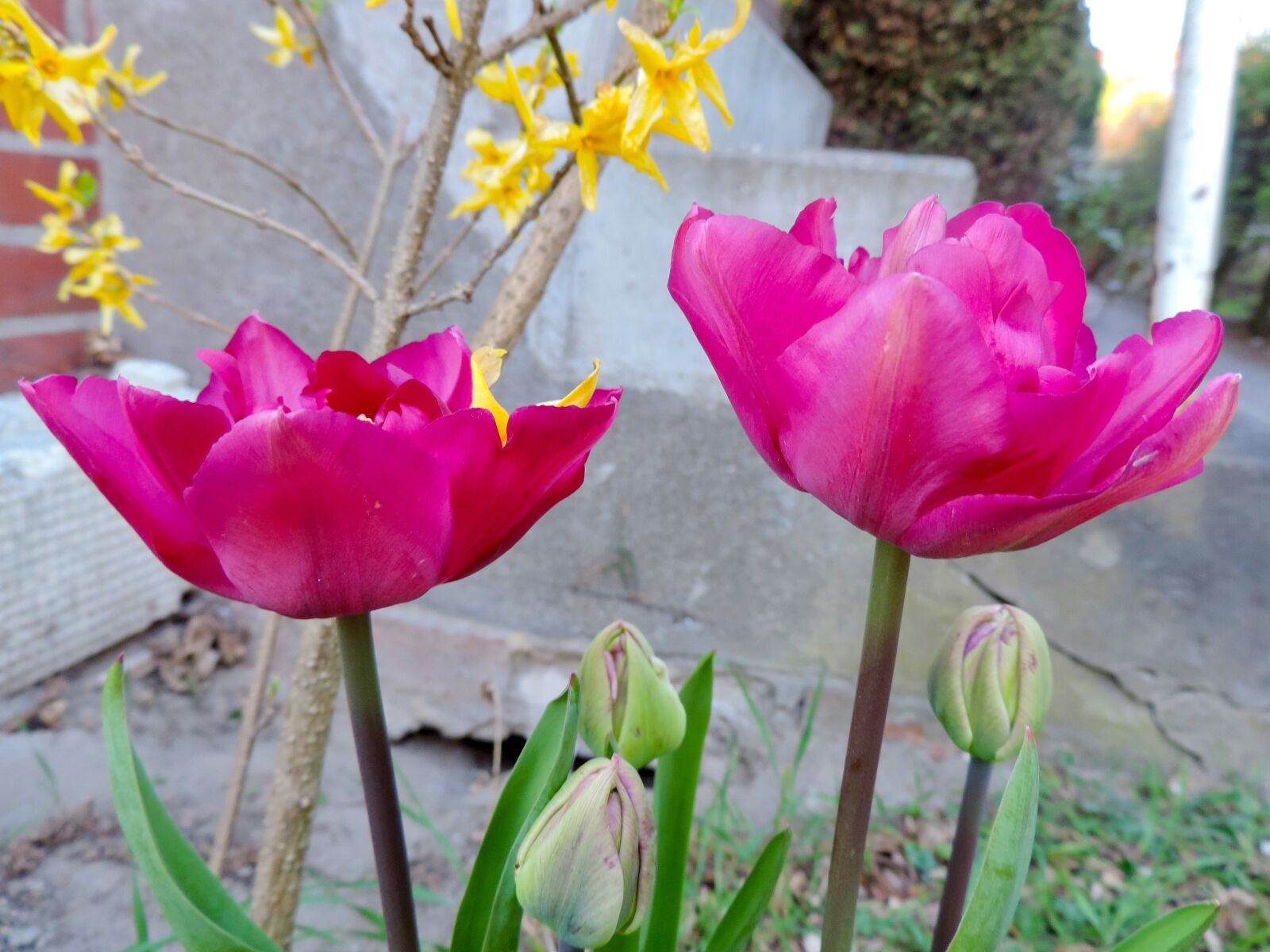 Nikon Coolpix P520 sample photo. Tulips, lily, spring photography