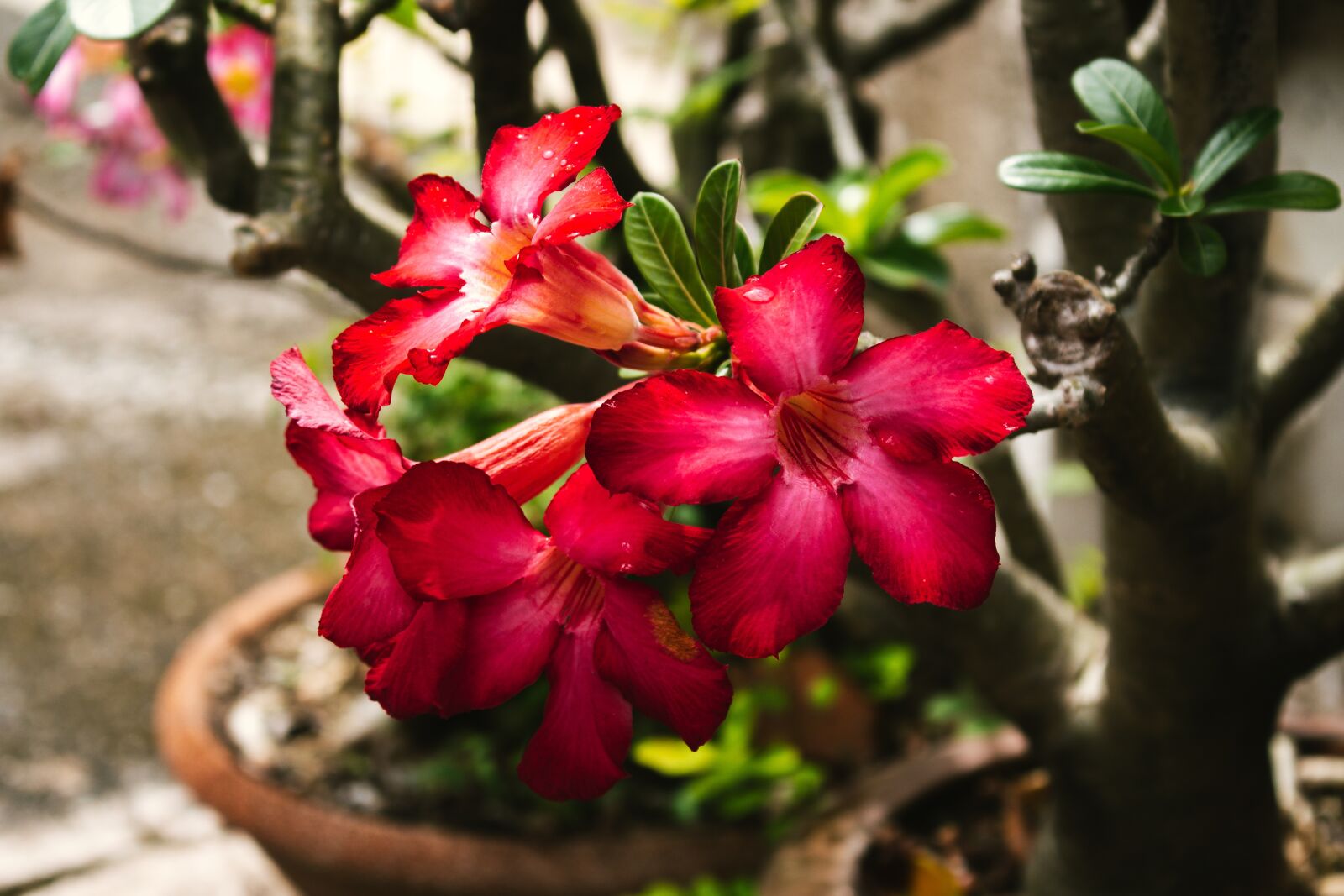Canon EOS 700D (EOS Rebel T5i / EOS Kiss X7i) sample photo. Invited to visit, plant photography