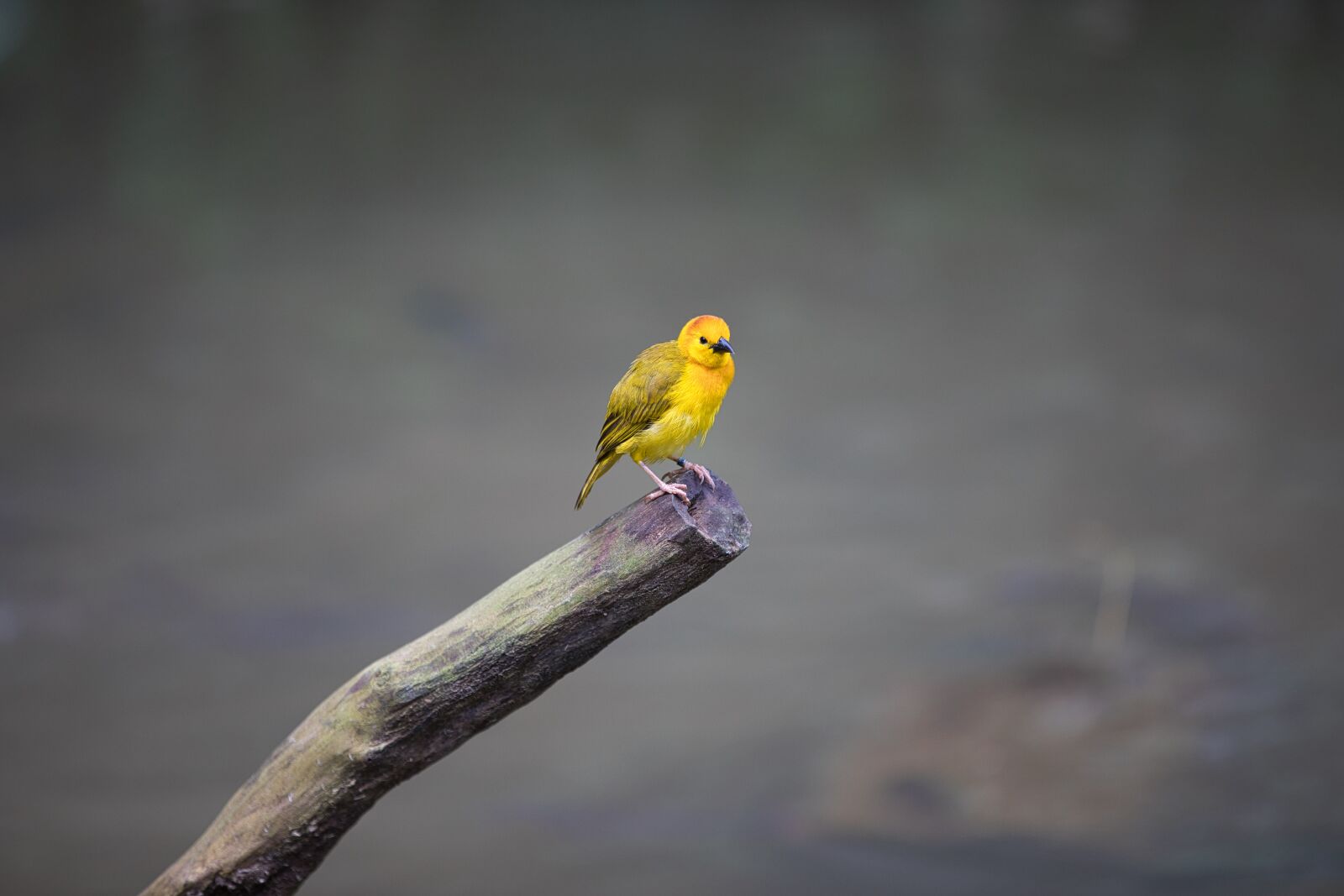 Canon EF 70-200mm F2.8L IS II USM sample photo. Bird, flagmingo, animal photography