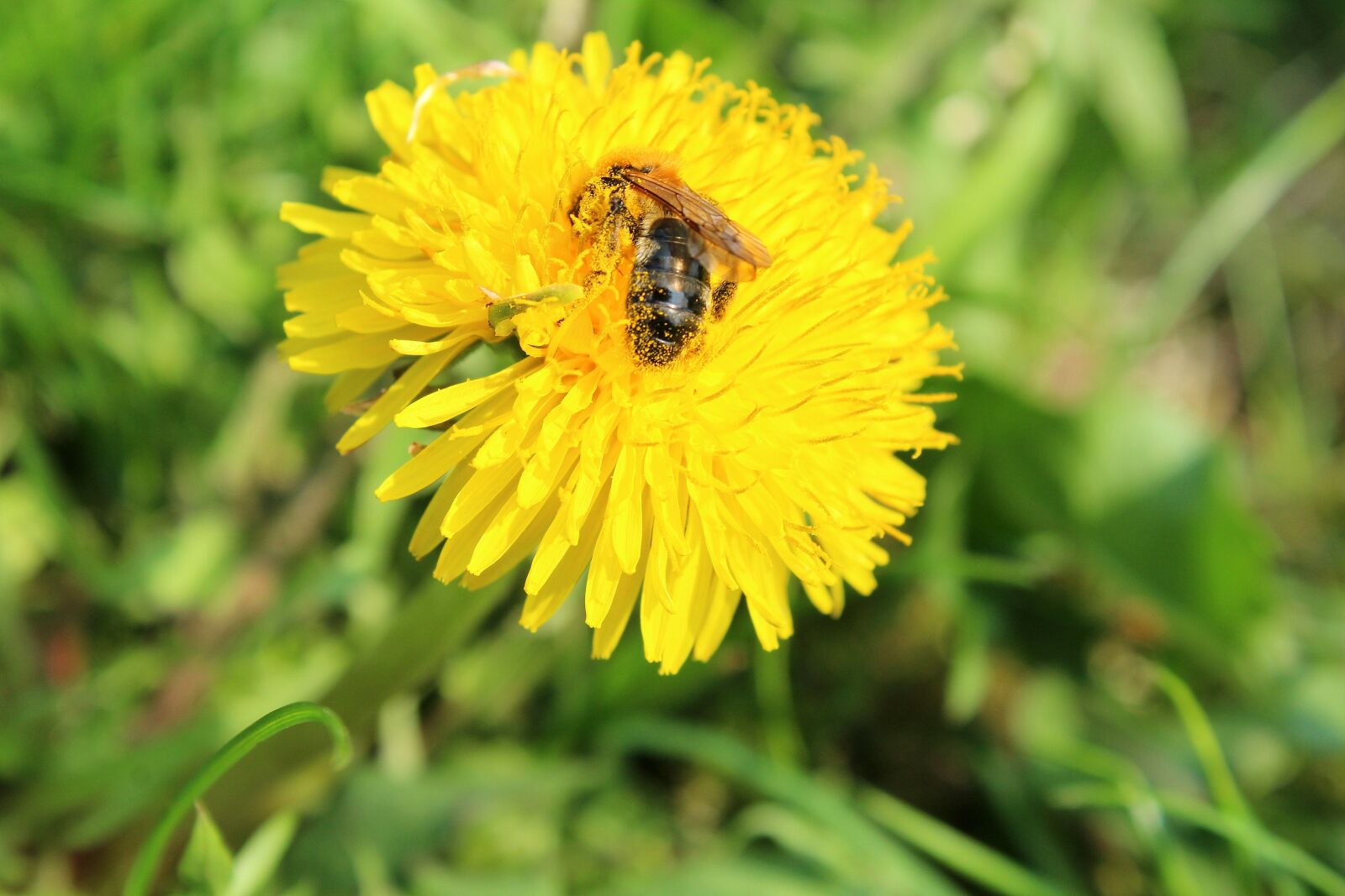 Canon EOS 1200D (EOS Rebel T5 / EOS Kiss X70 / EOS Hi) sample photo. Dandelion, bee, pollen photography