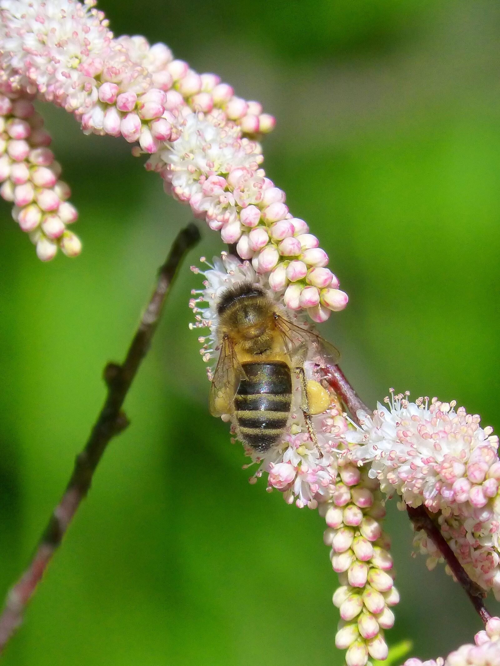 Panasonic DMC-FZ62 sample photo. Bee, flowers, libar photography