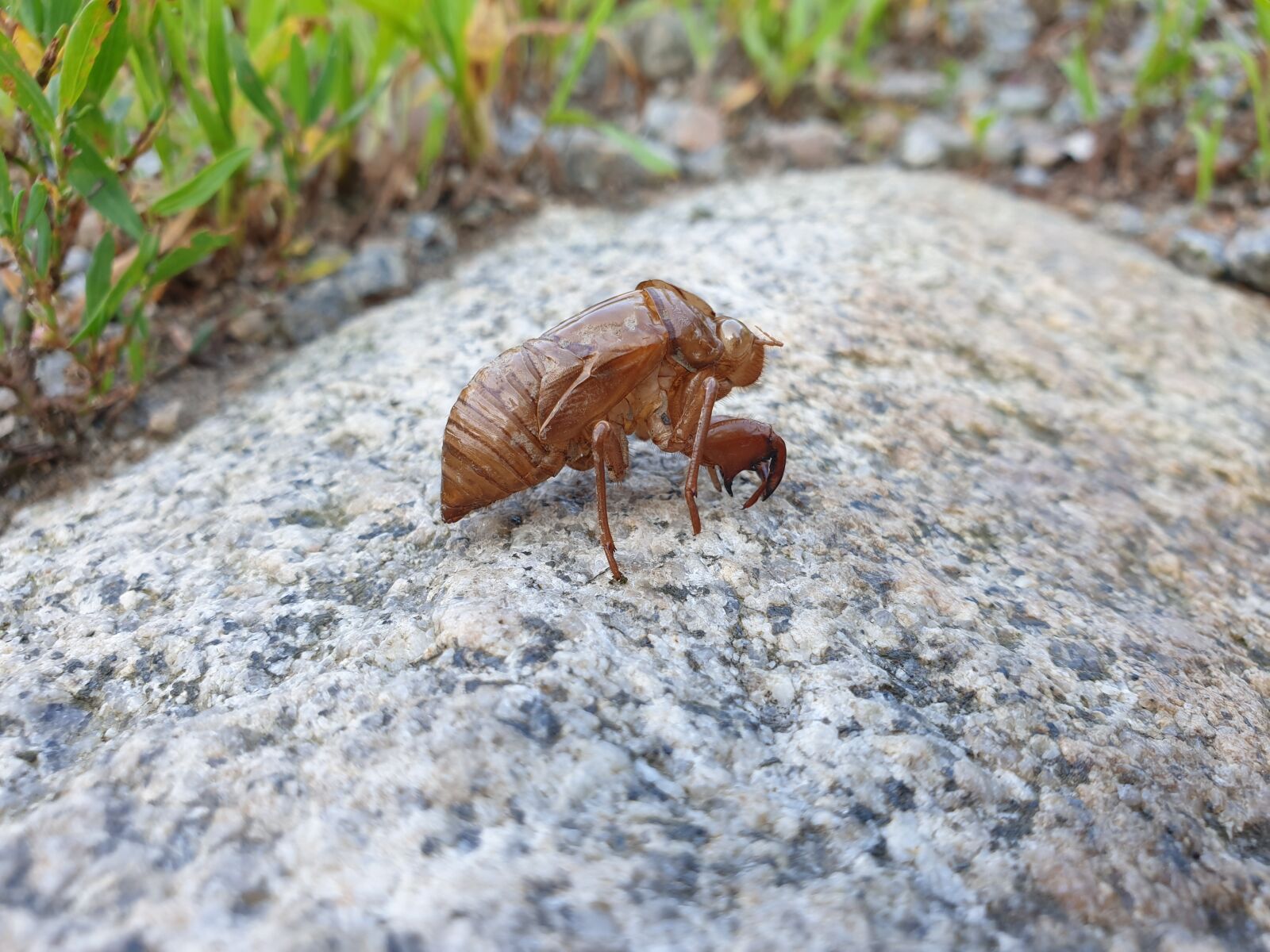 Samsung Galaxy Note9 sample photo. Cicada, knock, nature photography