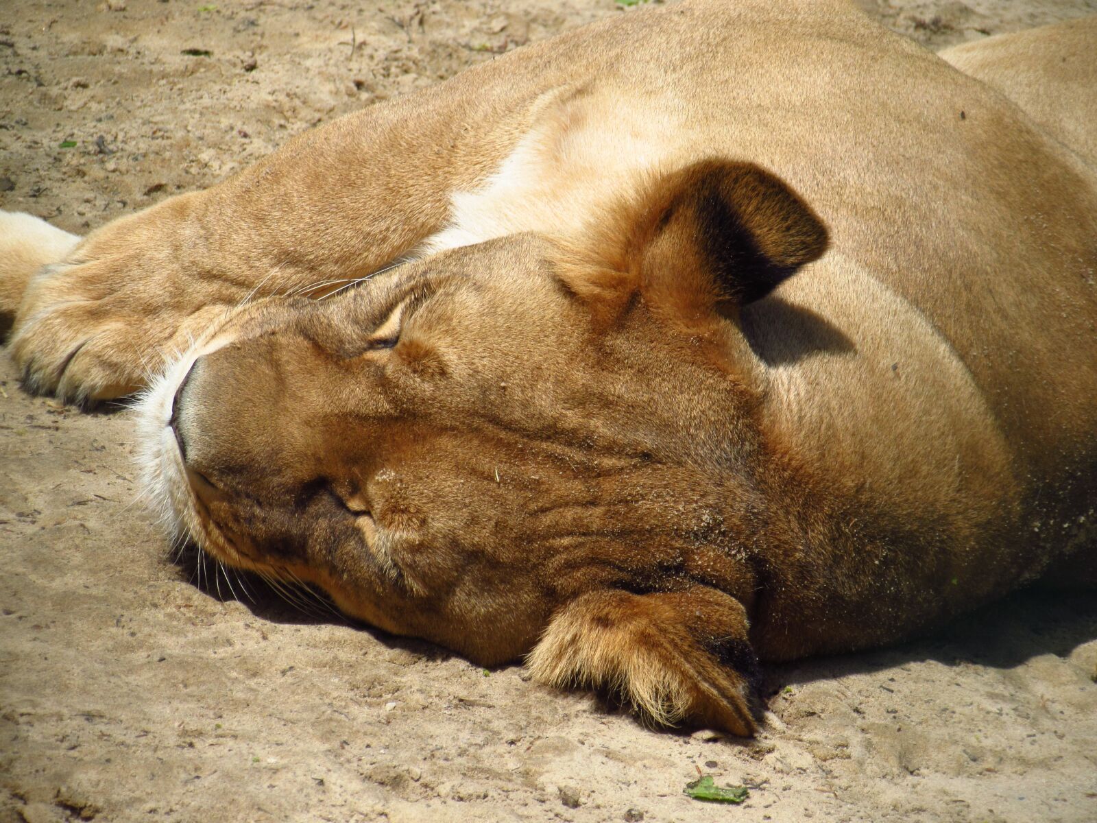 Canon PowerShot SX510 HS sample photo. Lion, animal, zoo photography