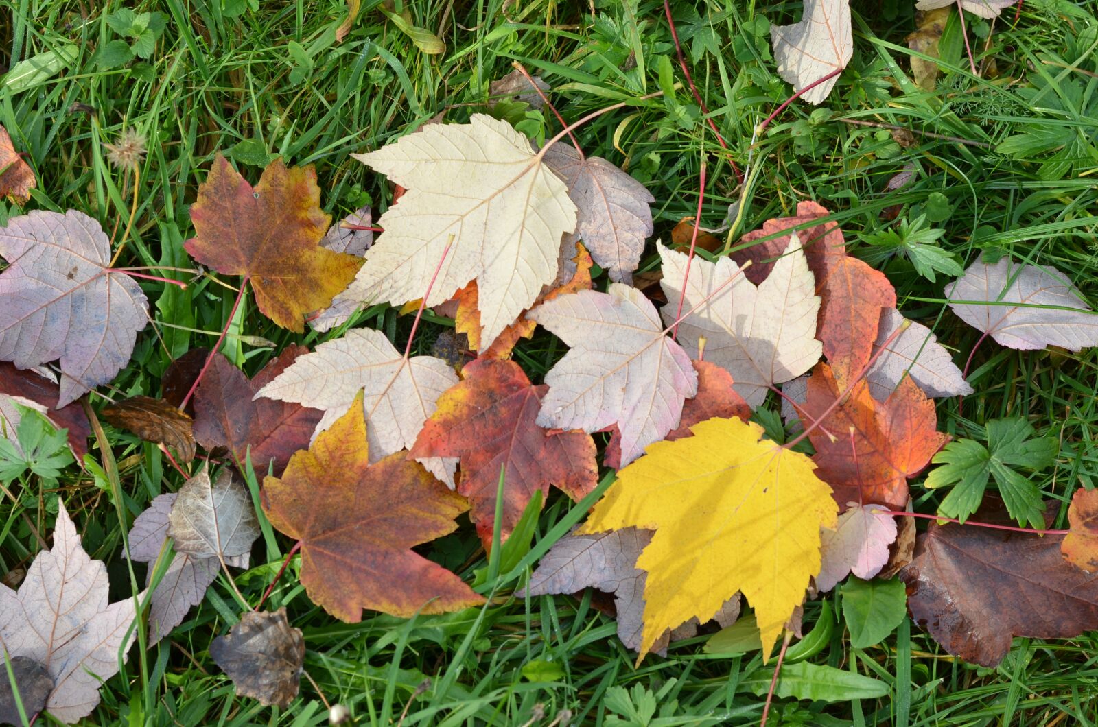 Nikon D7000 sample photo. Colorful, leaves, fall photography