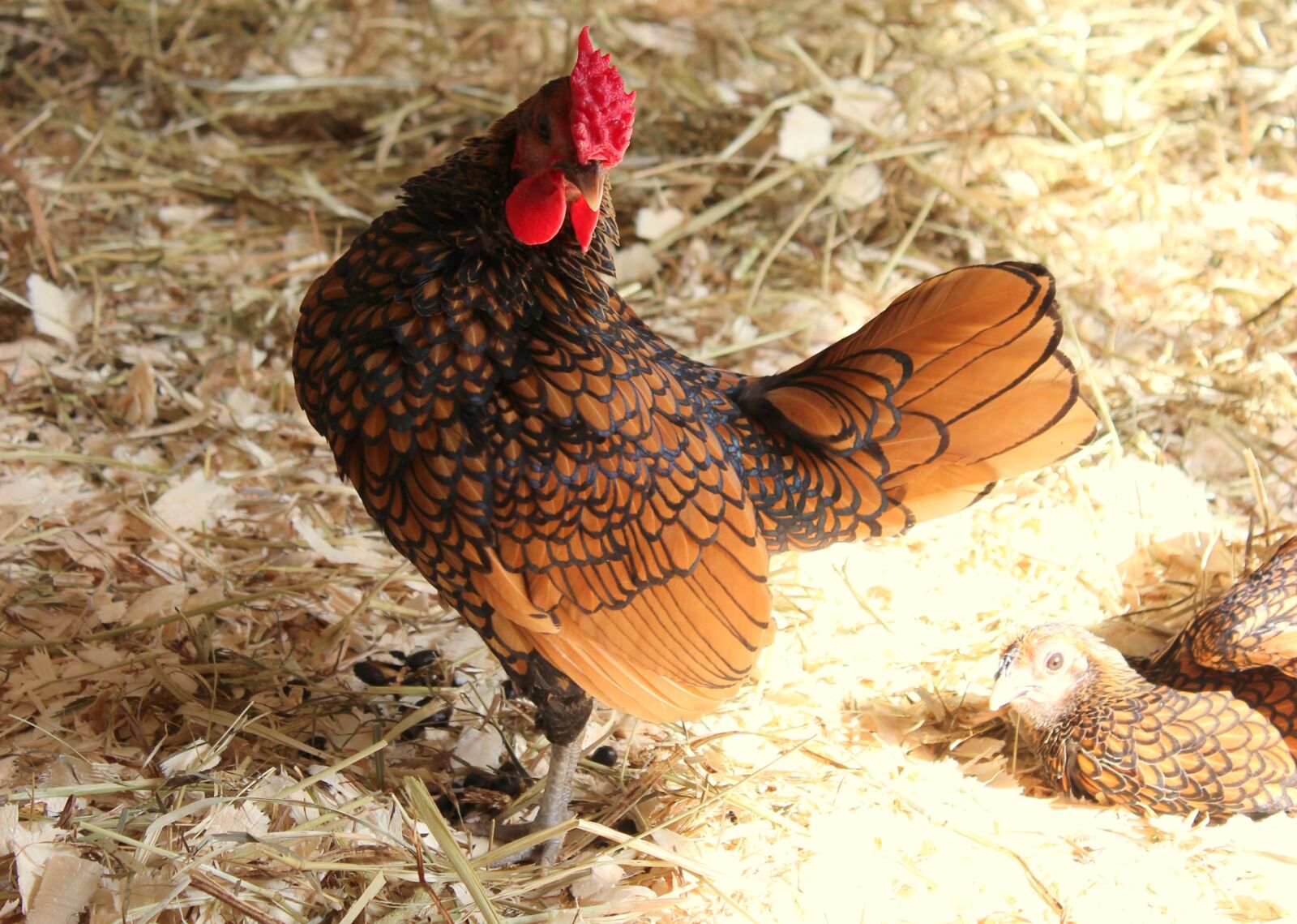 Canon EOS 600D (Rebel EOS T3i / EOS Kiss X5) sample photo. Chicken, farm, rural photography