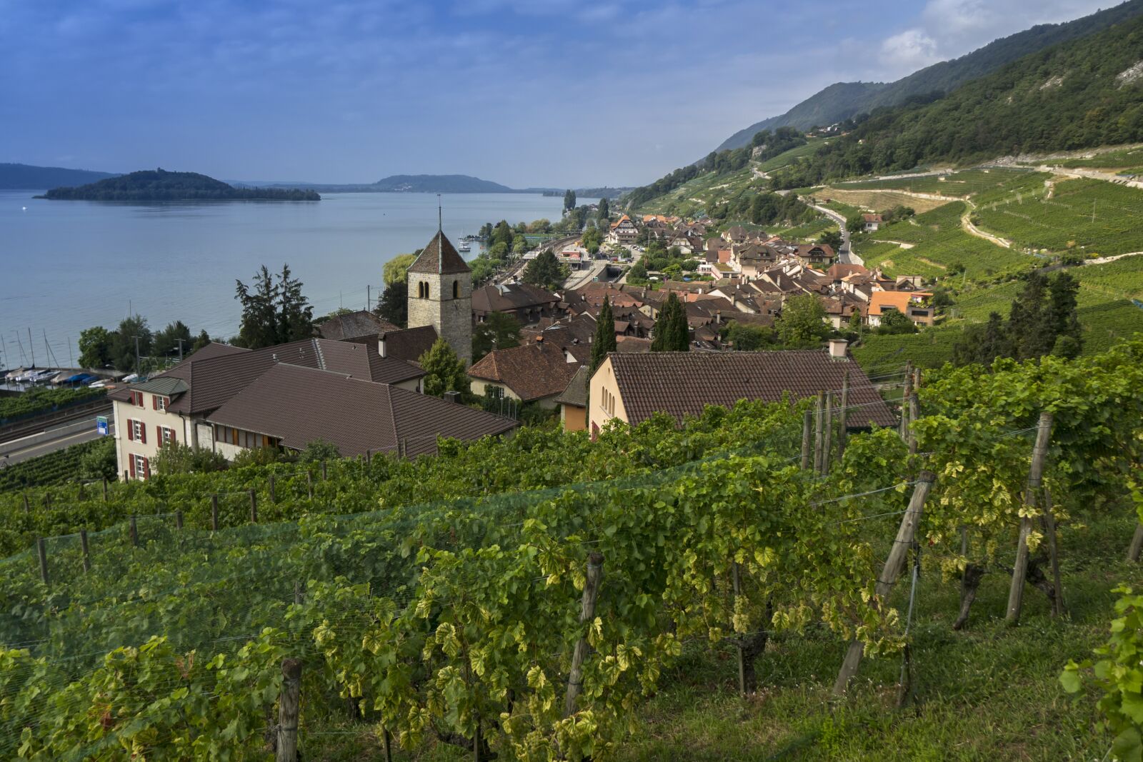 24-200mm F2.8 sample photo. Vineyard, viticulture, vines photography