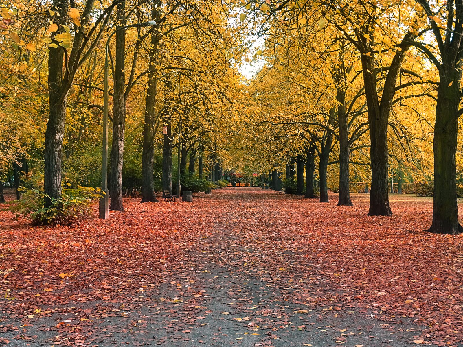 Sony DSC-HX60 sample photo. Autumn, park, alley photography