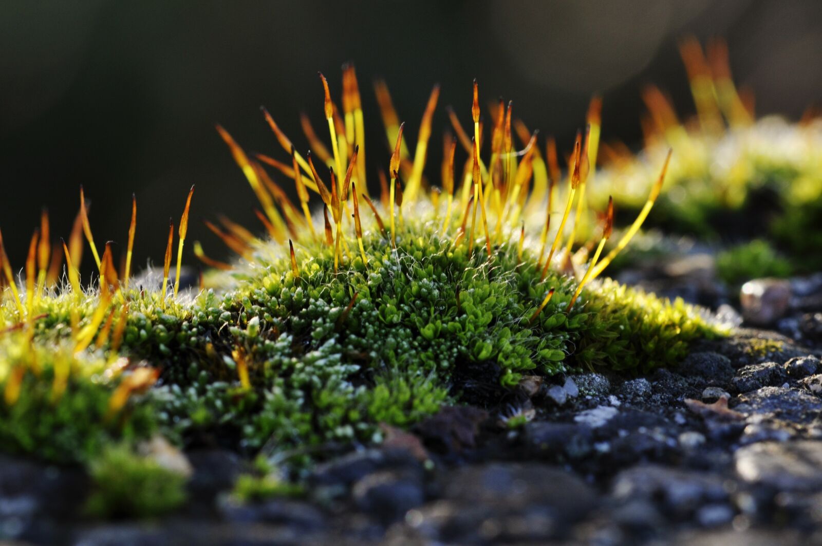 Nikon D90 sample photo. Moss, macro, nature photography
