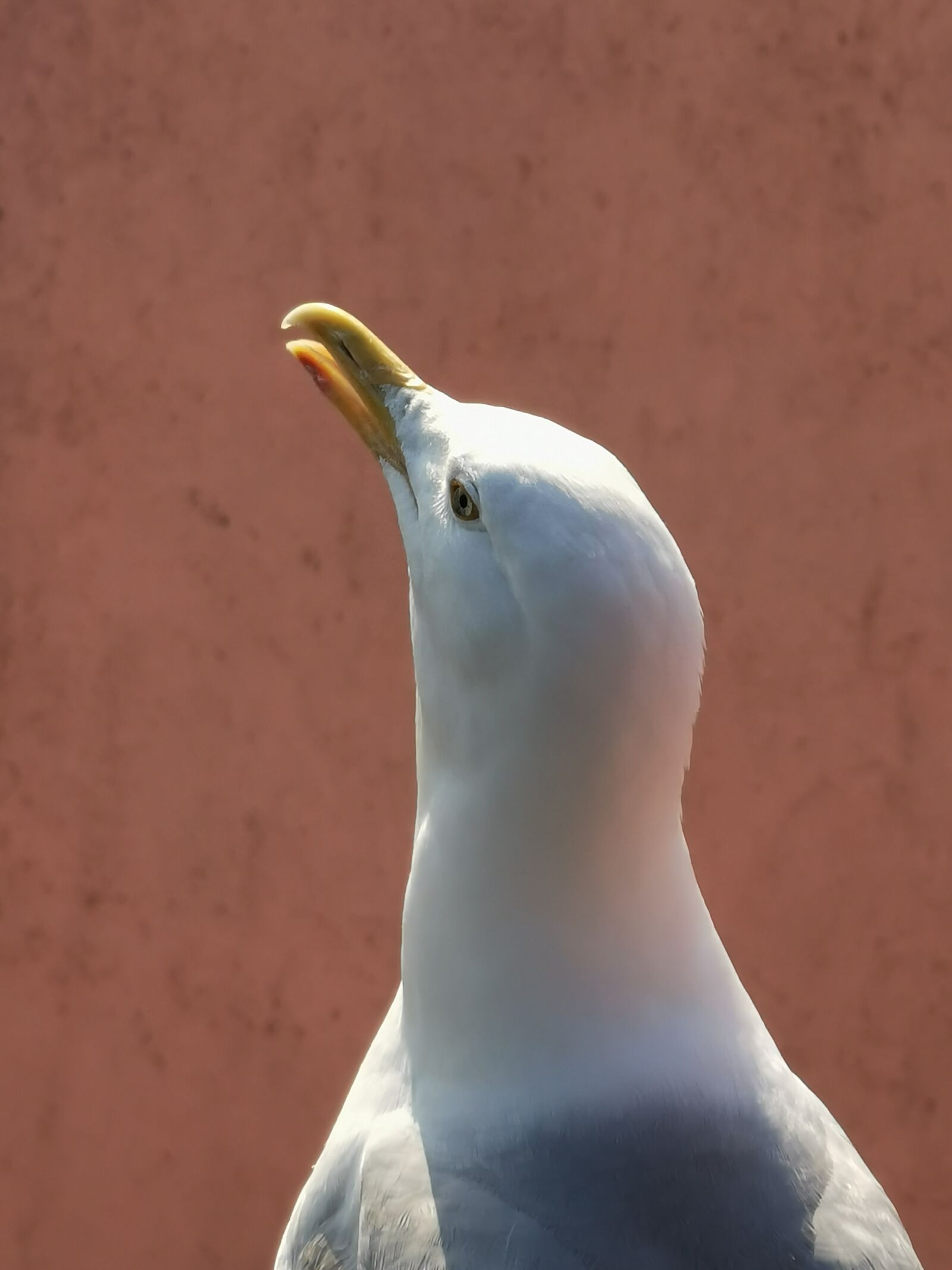 HUAWEI P30 Pro sample photo. Seagull, bird, gull photography