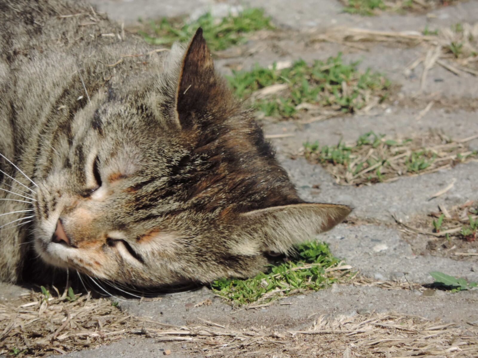 Nikon Coolpix P520 sample photo. Domestic cat, cat, kitten photography