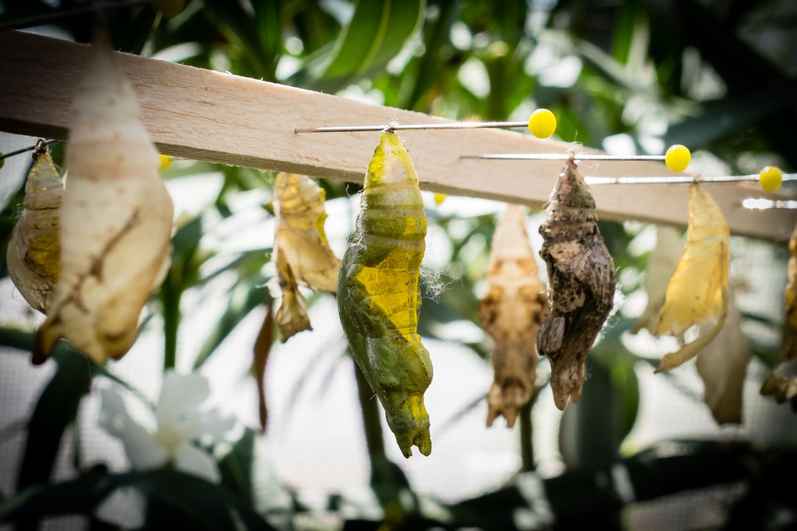 Fujifilm X-T2 sample photo. Cocoon, butterfly, metamorphosis photography