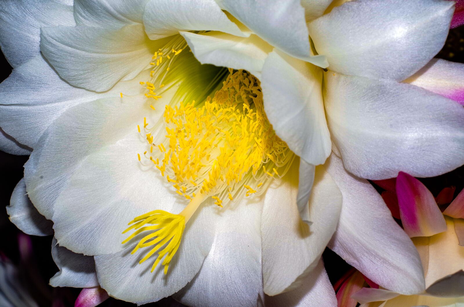 A Series Lens sample photo. Flower, cactus, bloom photography