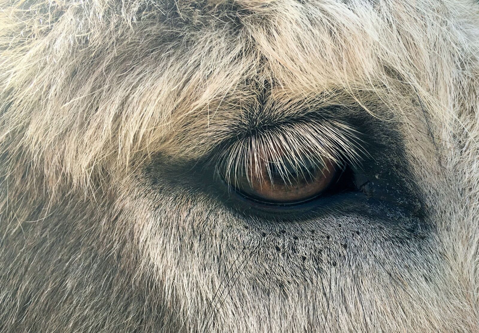 Apple iPhone 6s sample photo. Animal eye, fur, eyelashes photography