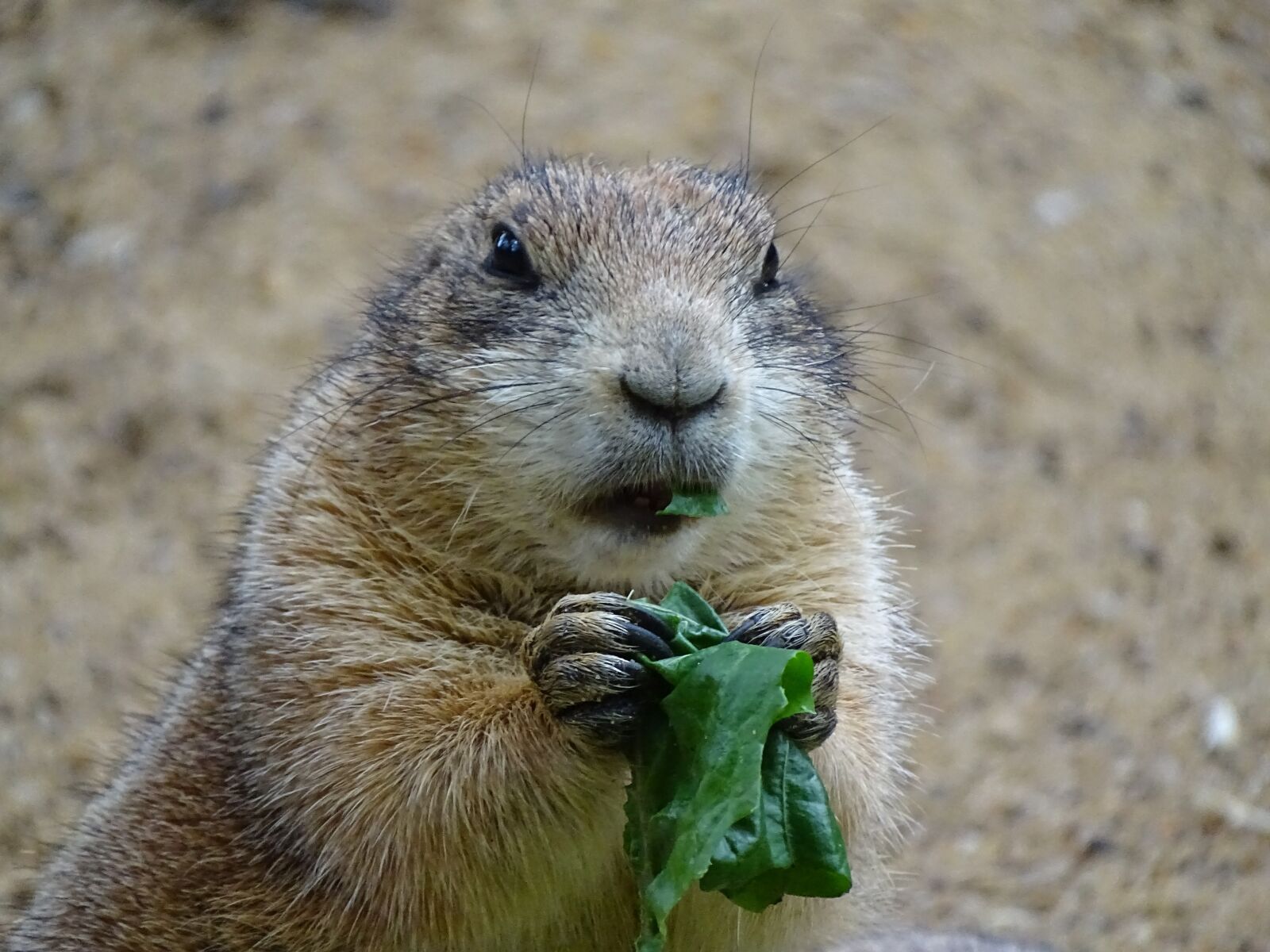 Sony Cyber-shot DSC-HX400V sample photo. Mammal, animal world, animal photography