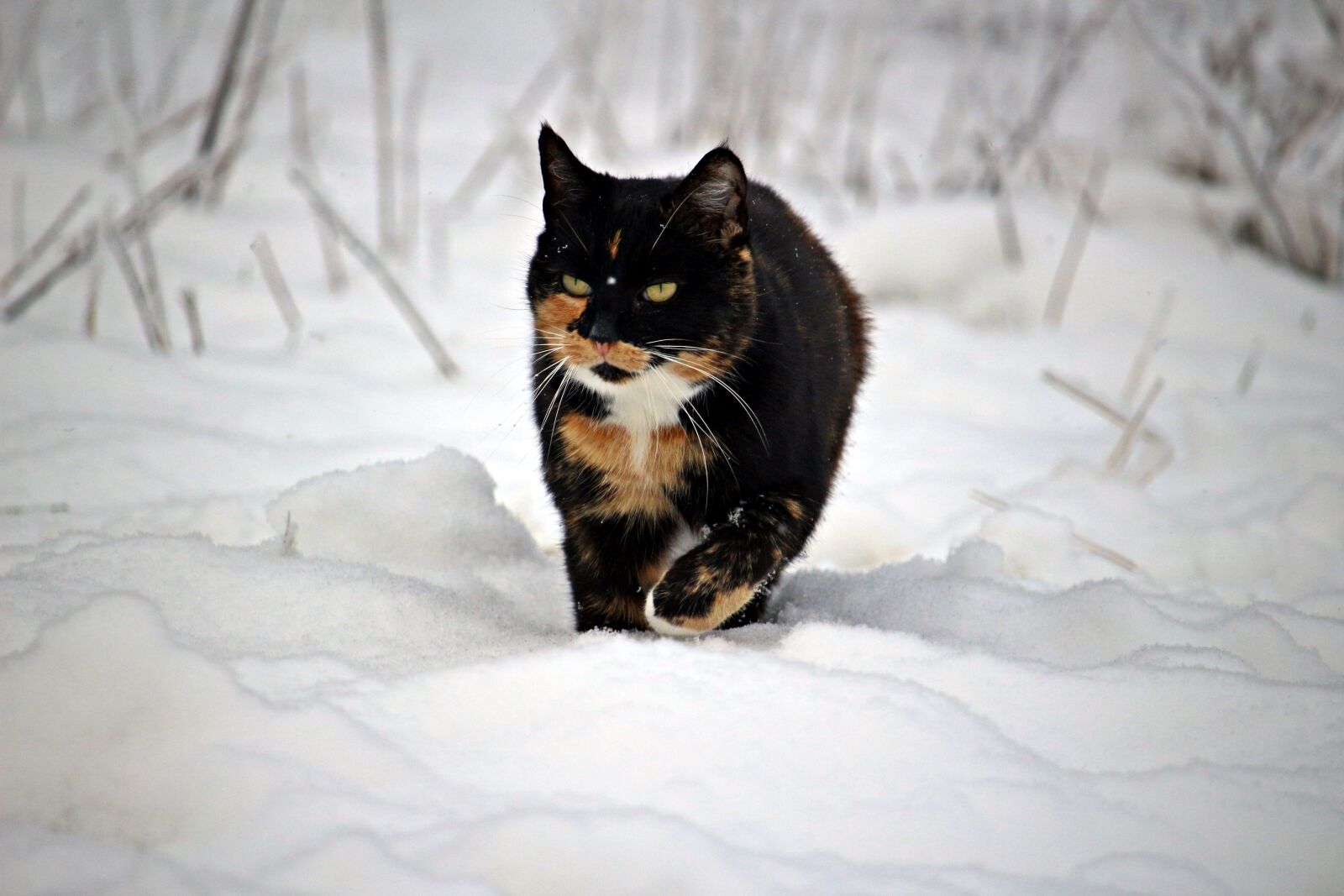 Canon EOS 100D (EOS Rebel SL1 / EOS Kiss X7) sample photo. Cat, winter, snow photography