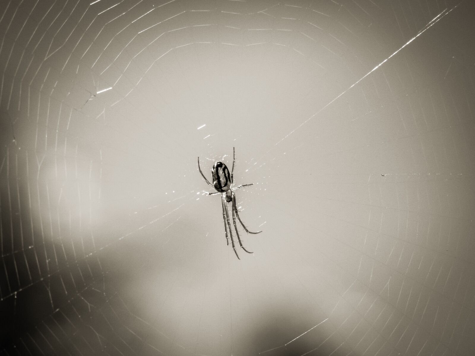 Canon PowerShot SX60 HS sample photo. Spider, web, arachnid photography
