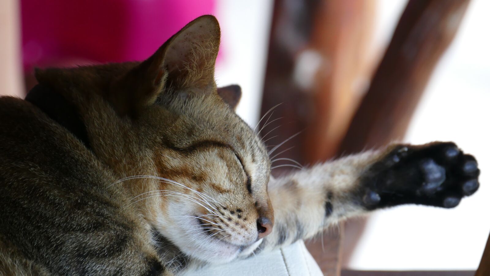 Leica V-Lux (Typ 114) sample photo. Cat, cute, sleep photography