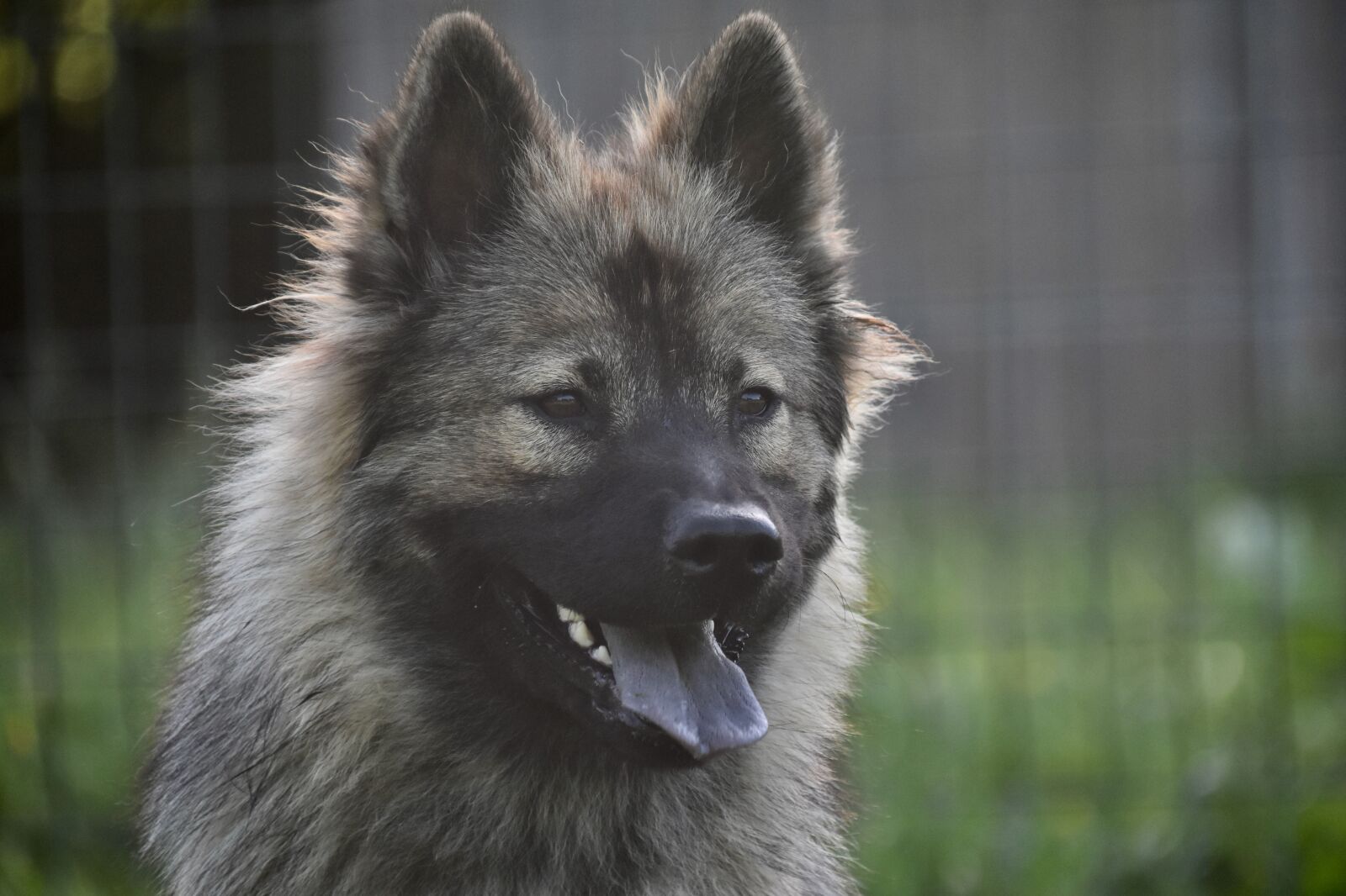 Nikon D5600 sample photo. Dog, dog eurasier, female photography