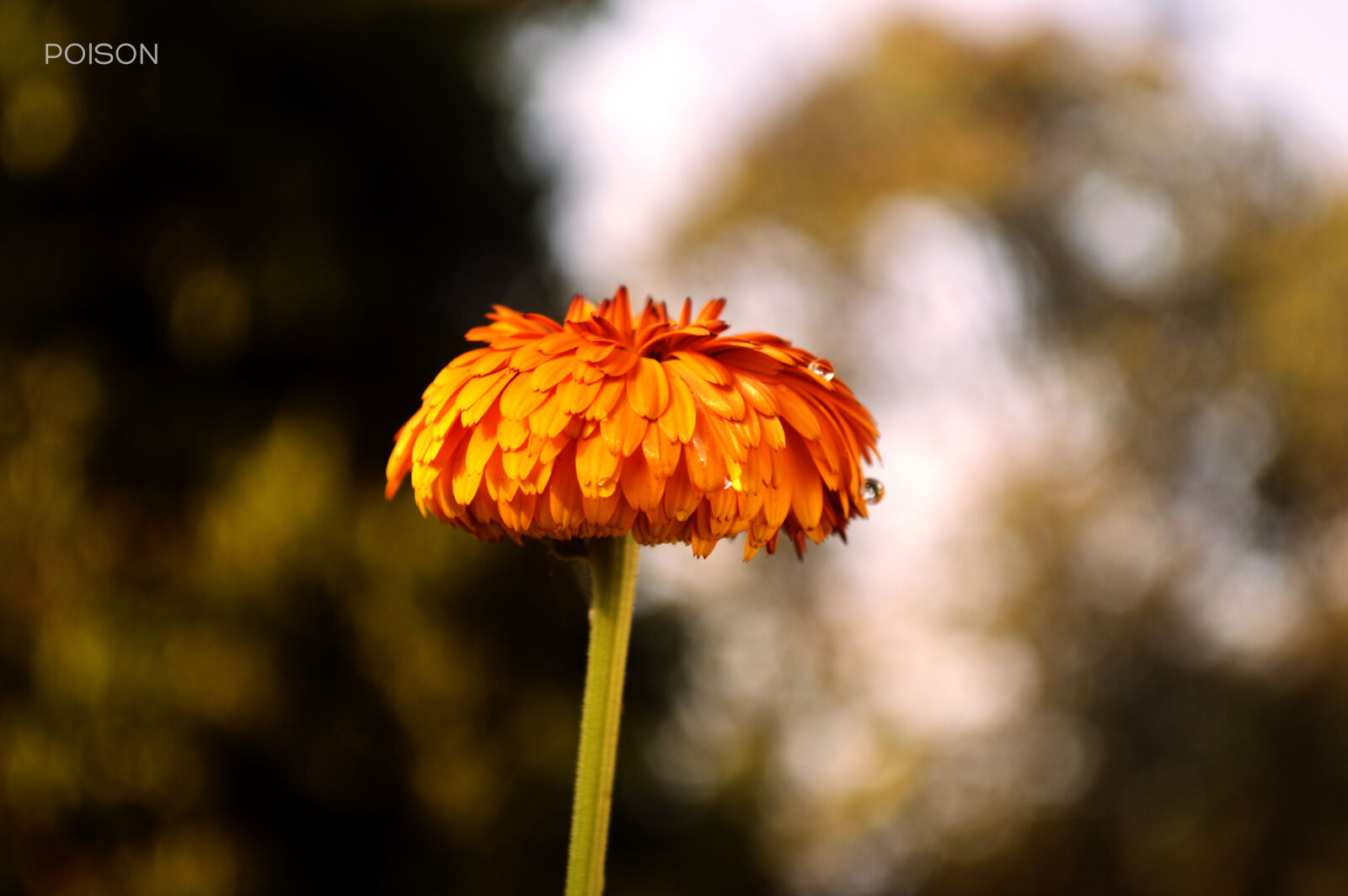 Nikon D3200 sample photo. Beautiful, beautiful, flowers, flower photography
