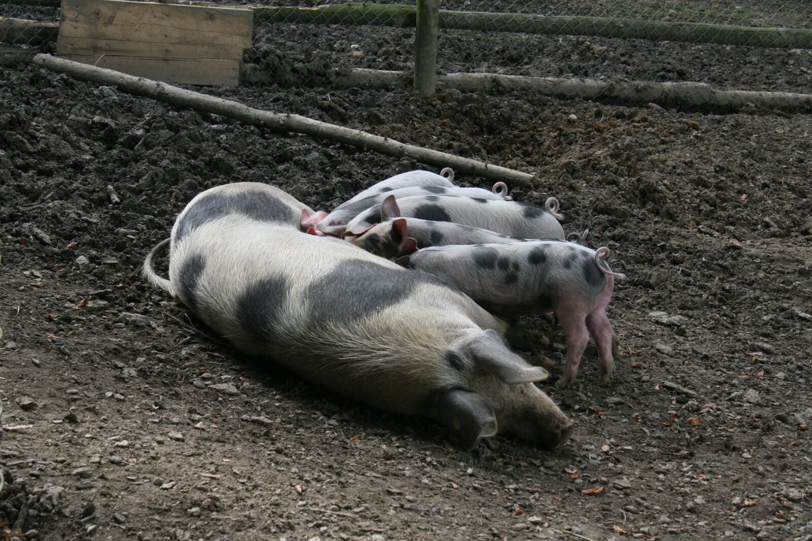 Canon EOS 30D sample photo. Sow, piglet, suckle photography