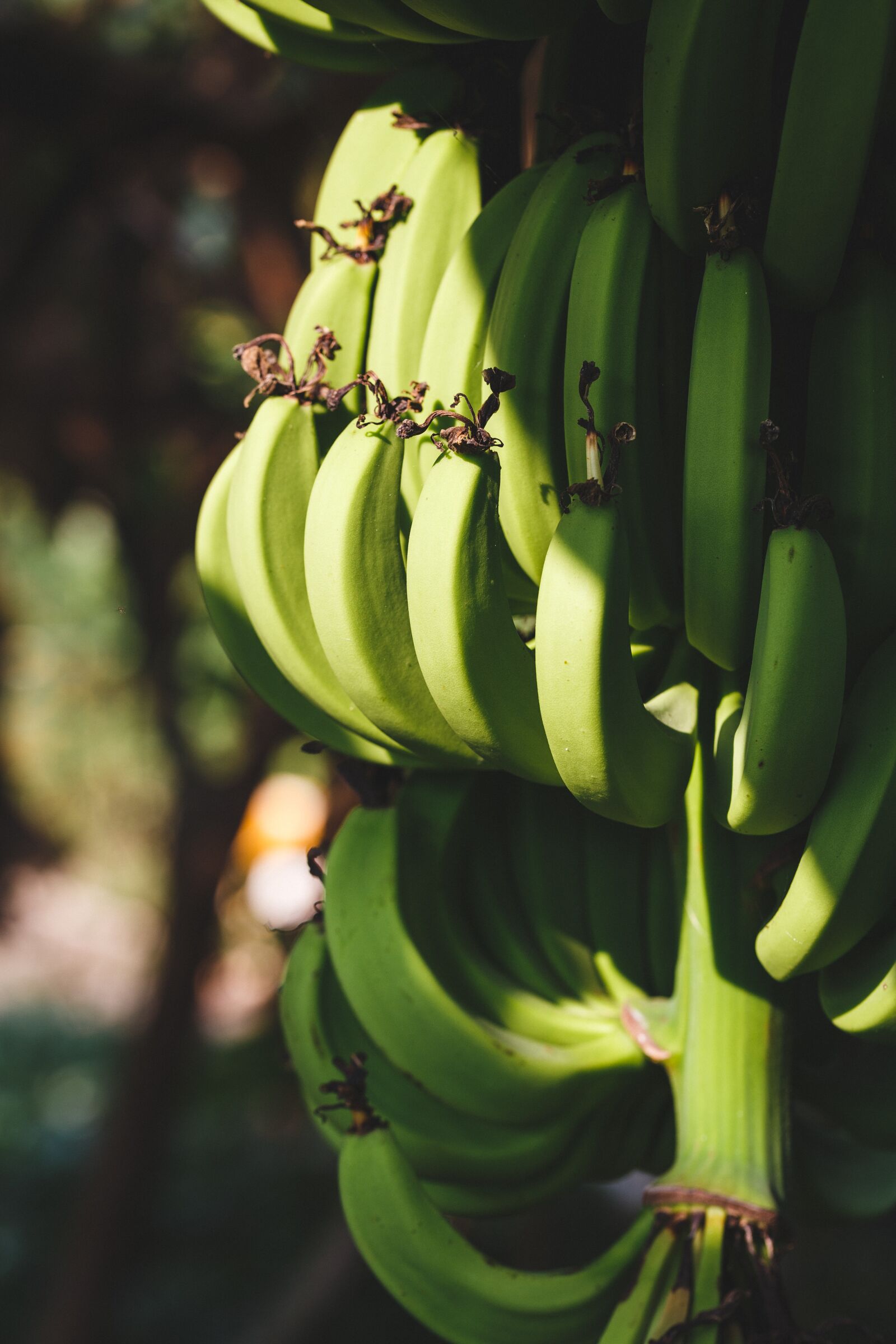 Canon EF 100mm F2.8L Macro IS USM sample photo. Banana, green, sunlight photography