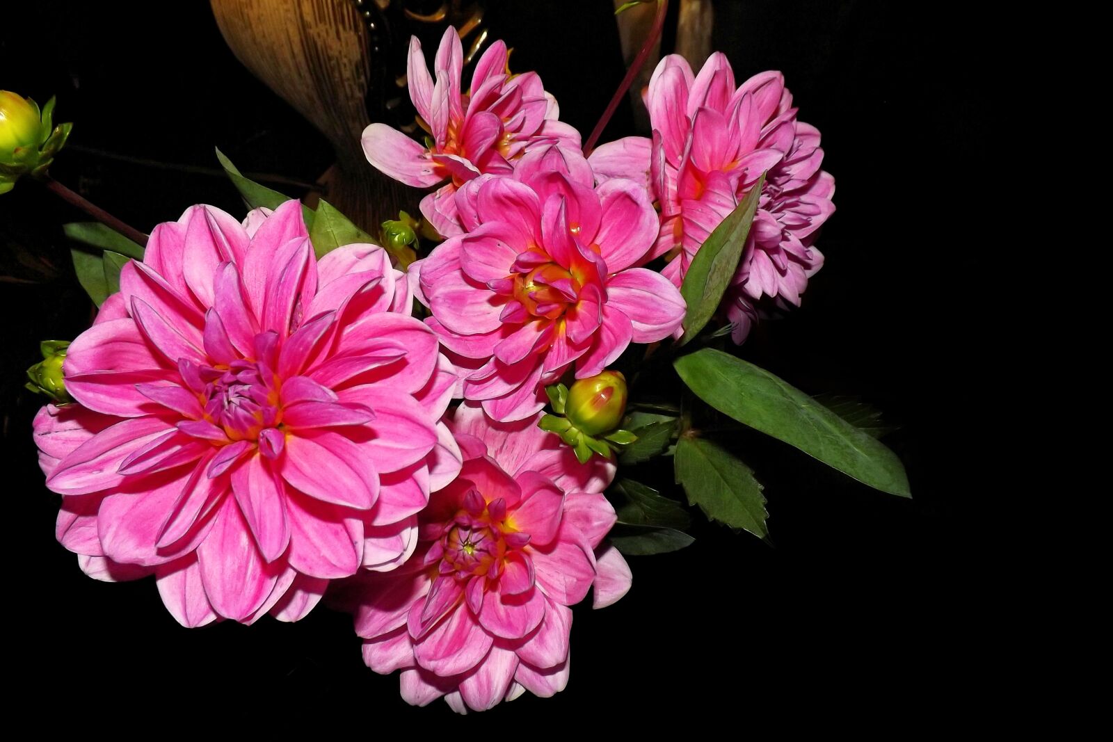 Fujifilm FinePix S4300 sample photo. Dahlias, flowers, bud photography