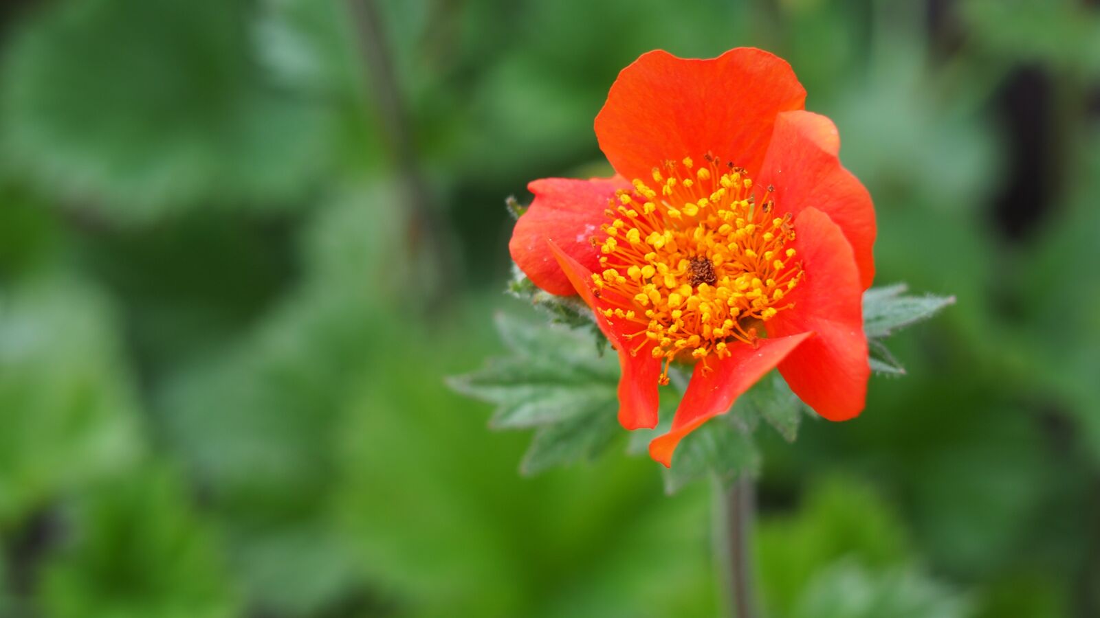Olympus PEN E-PL6 sample photo. Flower, nature, spring photography