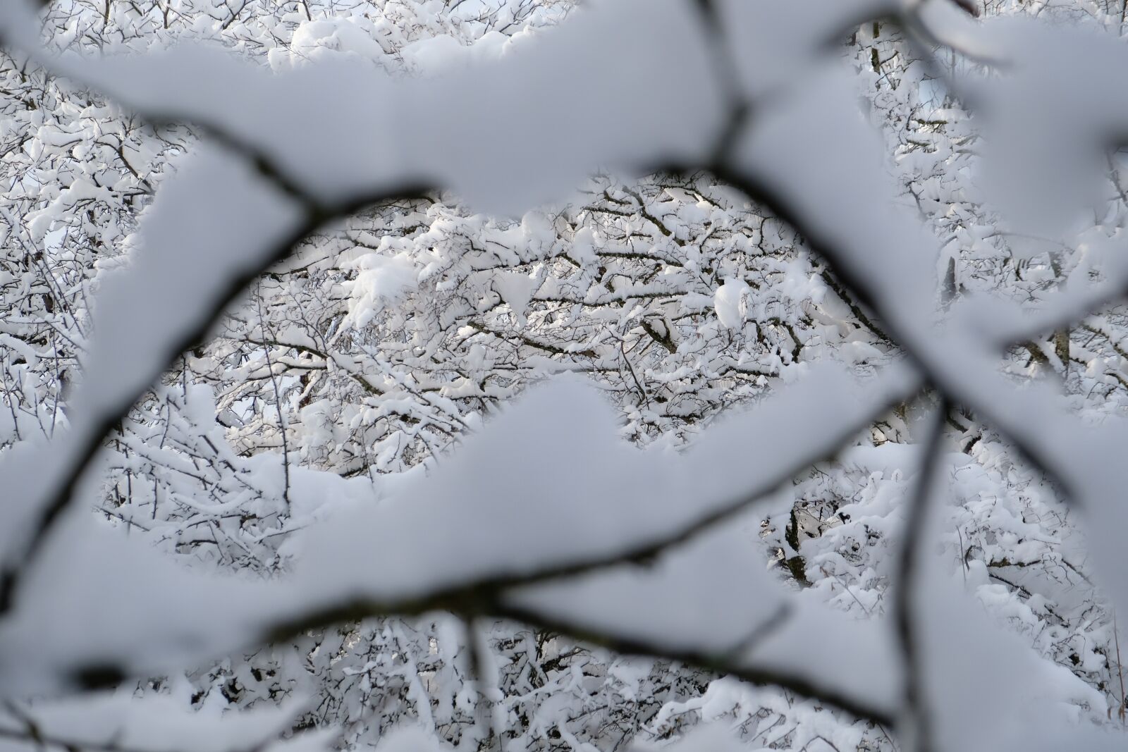 Fujifilm X-T20 sample photo. Snow, branch, tree photography