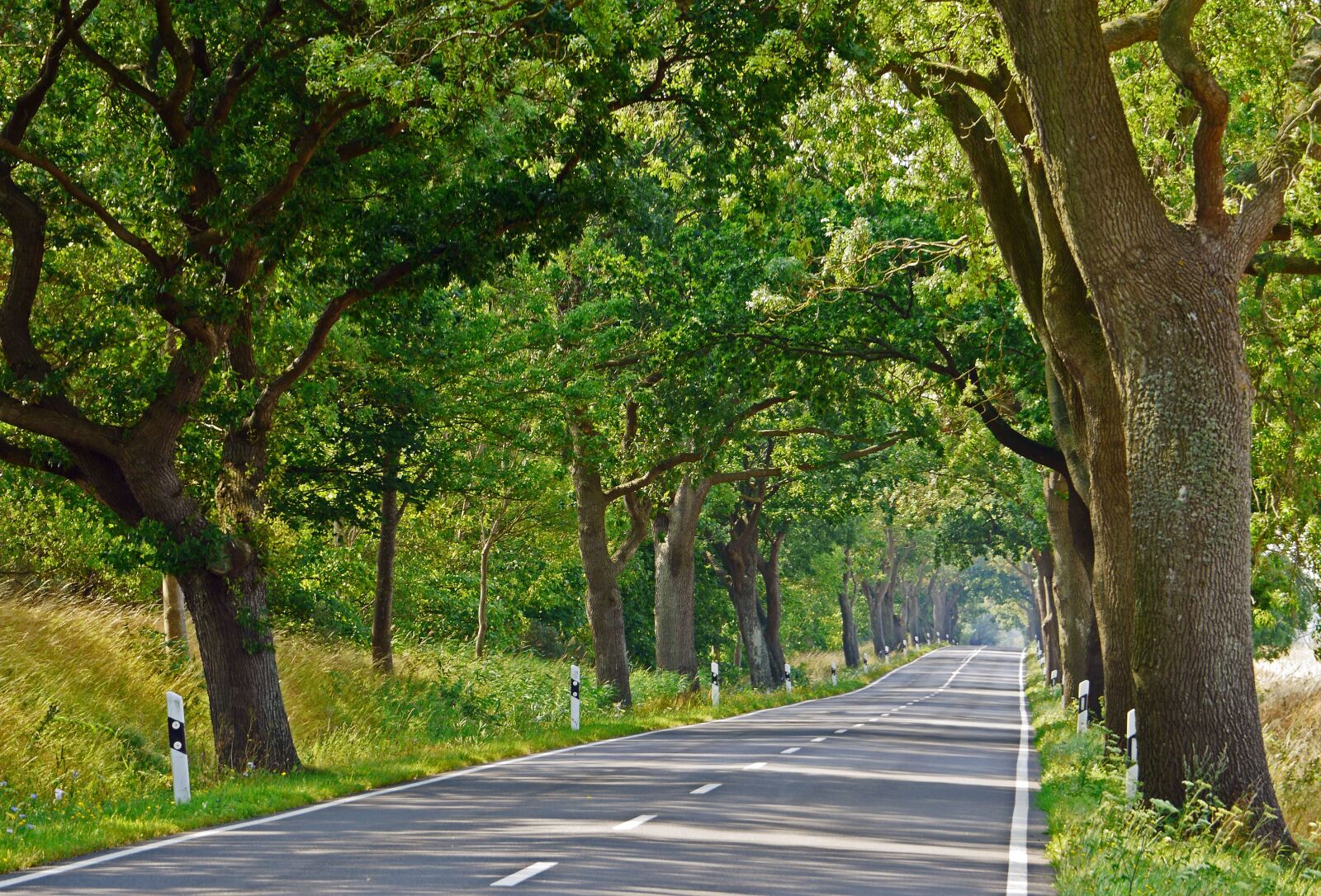 Panasonic Lumix DMC-GH3 sample photo. Rügen, avenue, road photography